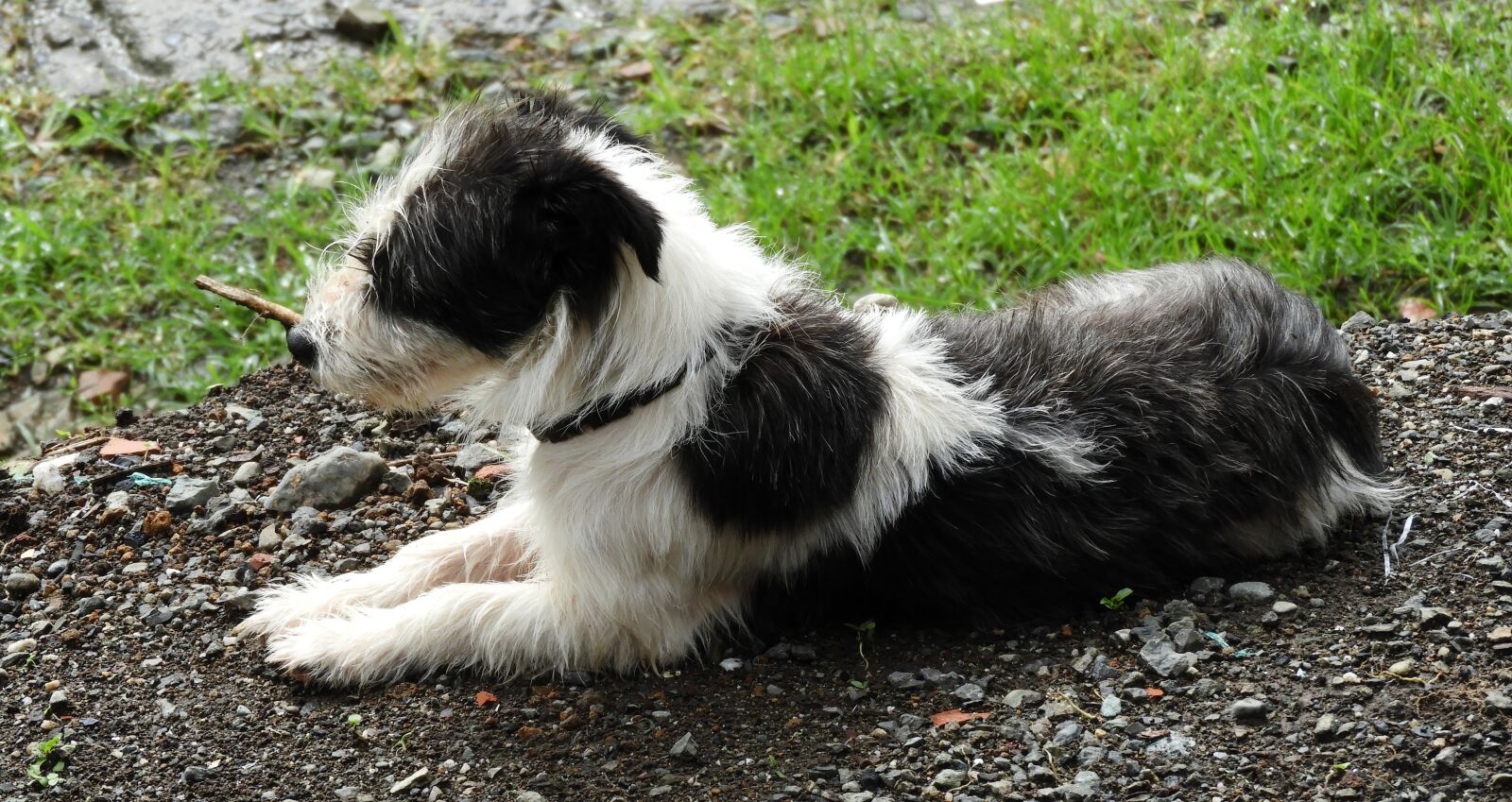 Nikon Coolpix B700 sample photo. Canis lupus familiaris, pet photography