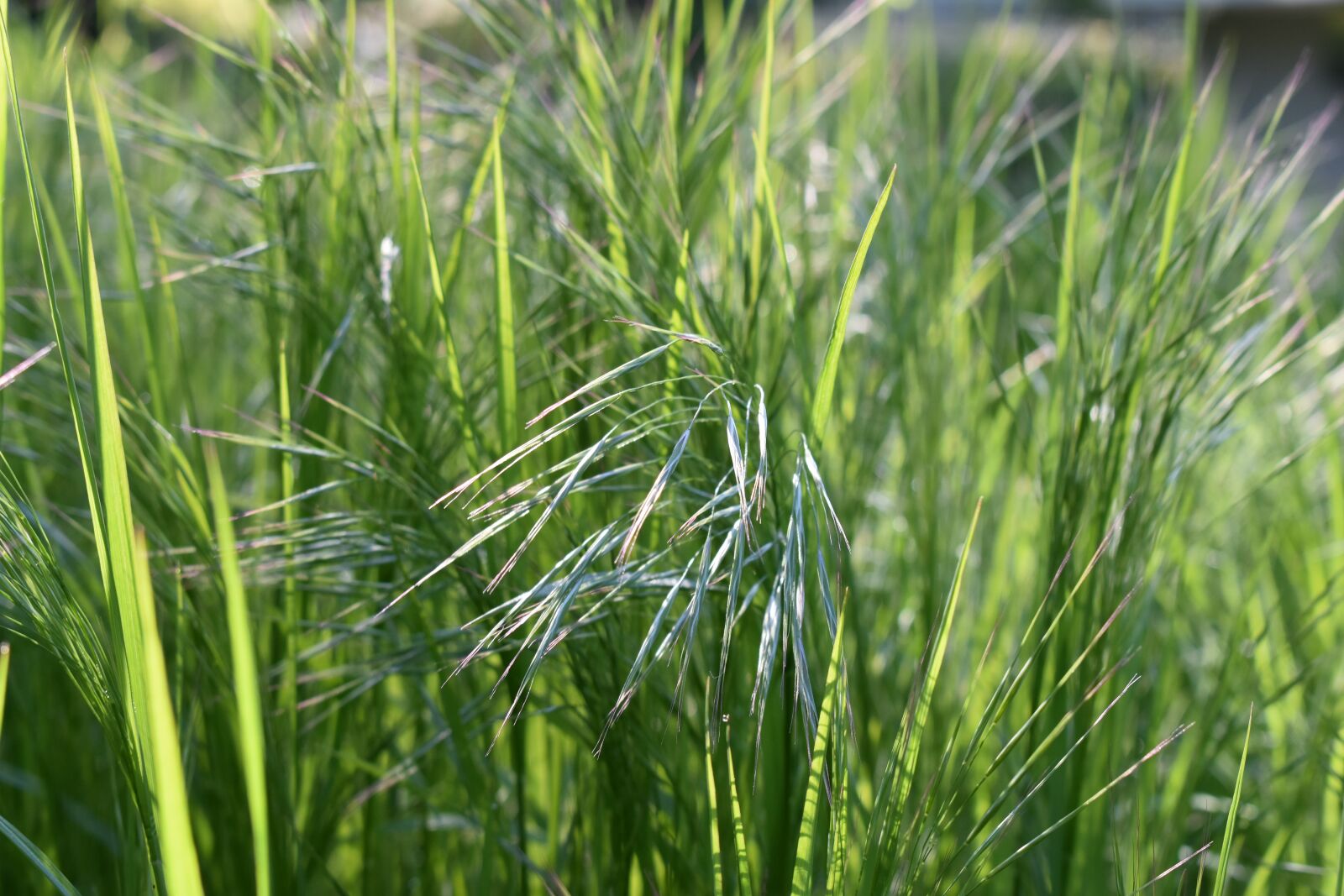 Nikon D5500 sample photo. Meadow, wild, spring photography