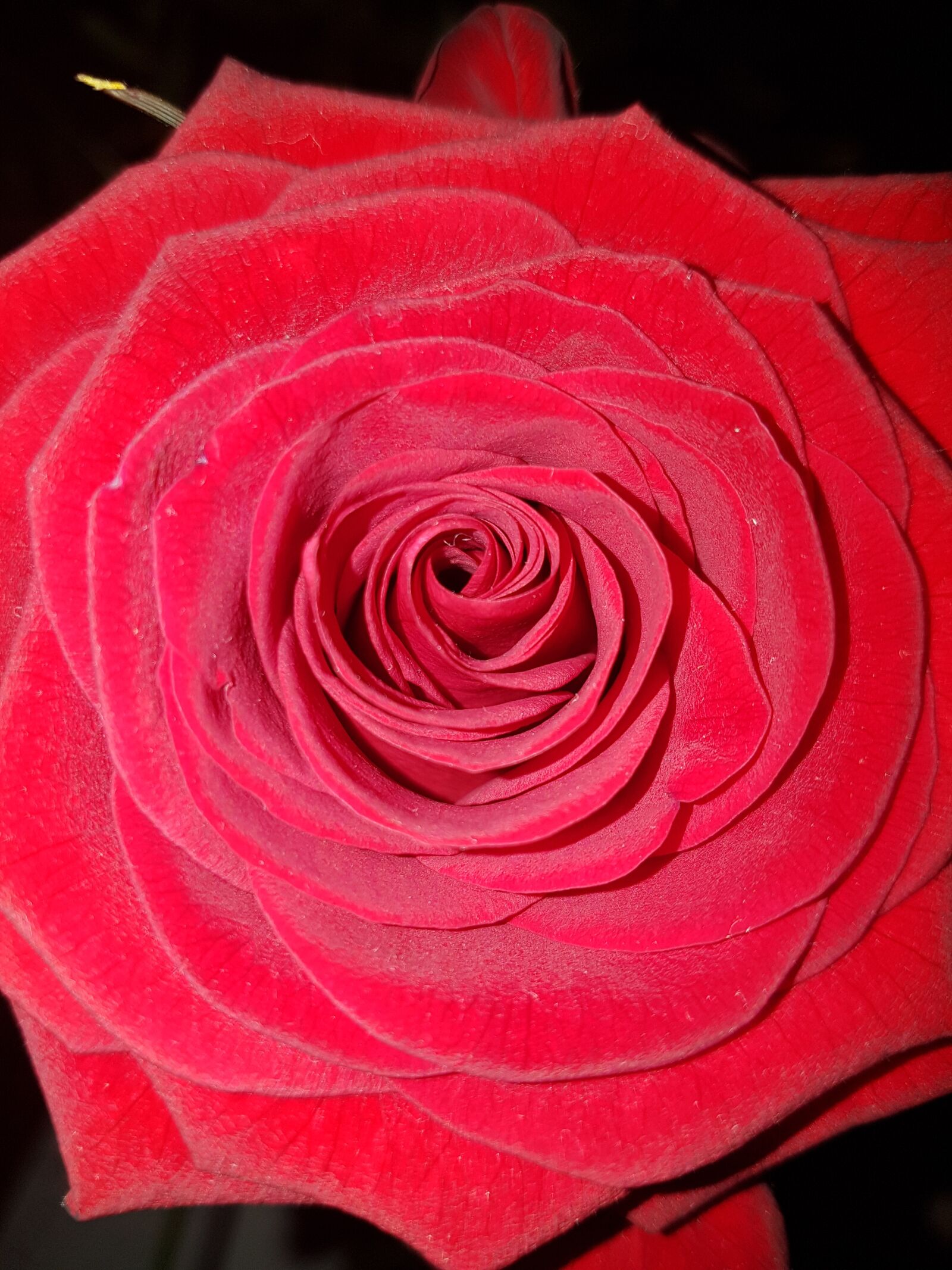 Samsung Galaxy S7 sample photo. Rose, flower, romance photography
