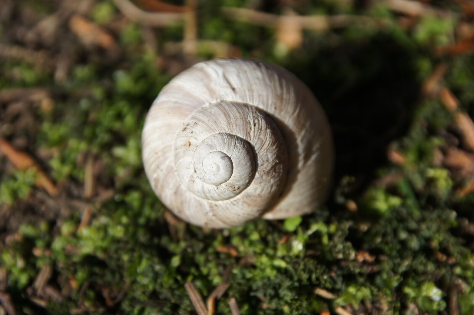 Sony SLT-A33 sample photo. Snail, shell, animal photography