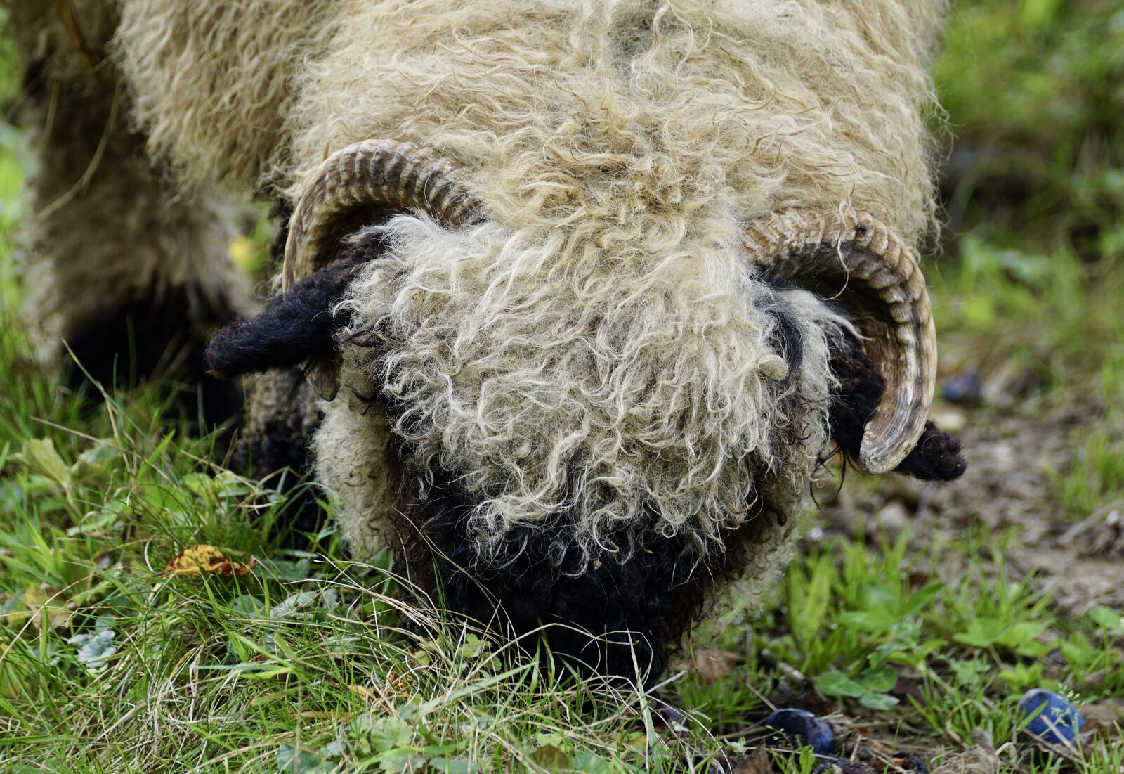 Sony DT 55-300mm F4.5-5.6 SAM sample photo. Black nosed sheep, sheep photography
