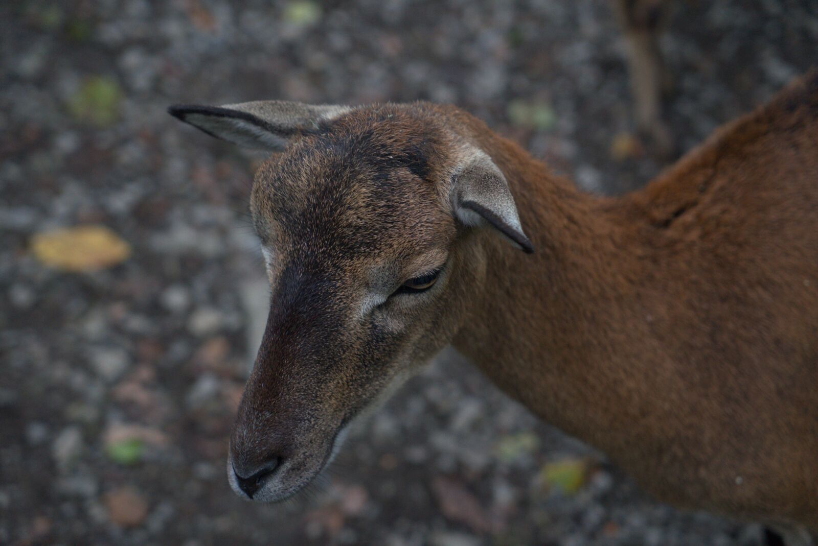 Sony a7 II + Sony Vario Tessar T* FE 24-70mm F4 ZA OSS sample photo. Capricorn, zoo, sababurg castle photography