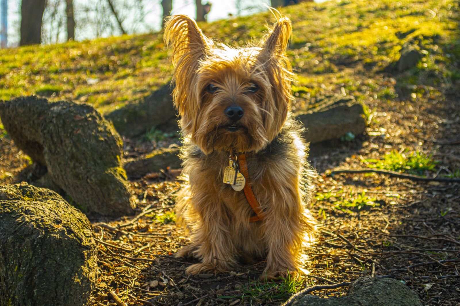 Nikon D3200 sample photo. Yorkie, yorkshire terrier, dog photography