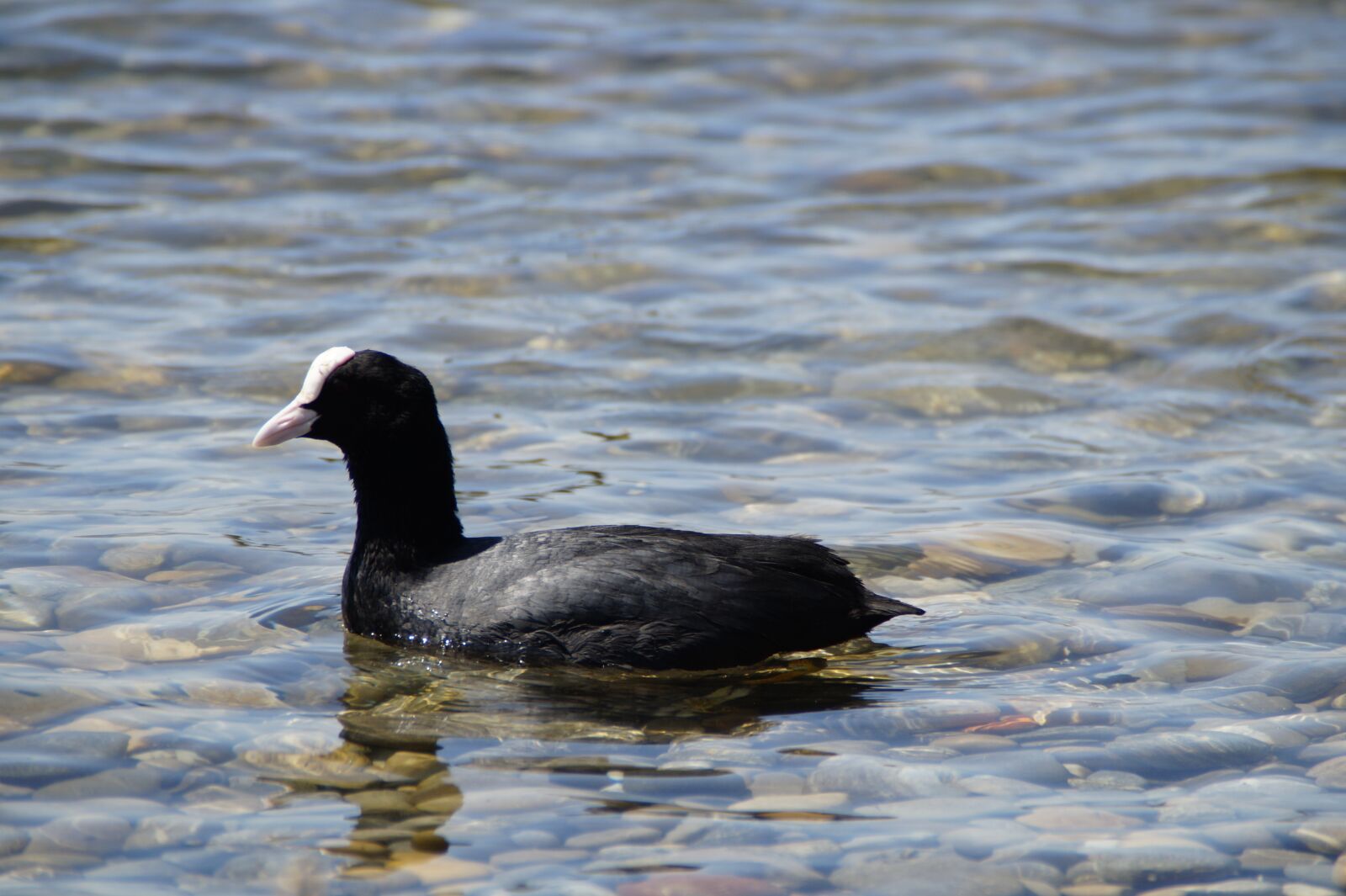 Sony SLT-A58 sample photo. Coot, ralle, water bird photography