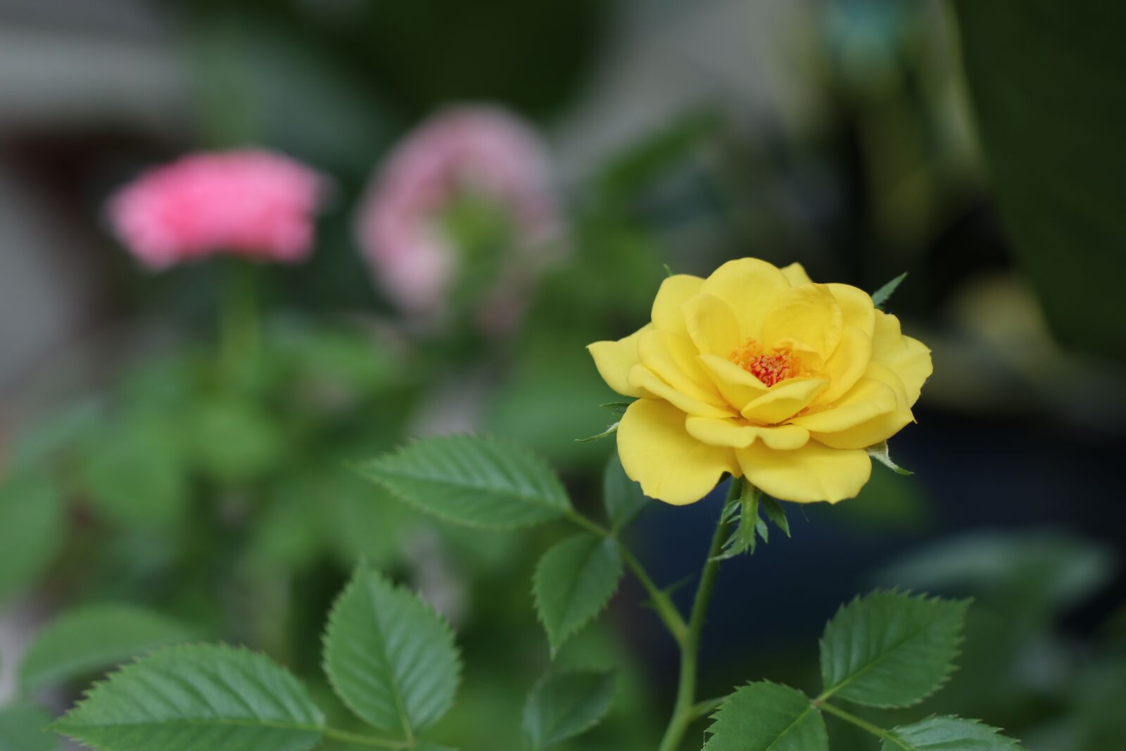 Canon EOS M6 sample photo. Yellow rose, love, rich photography