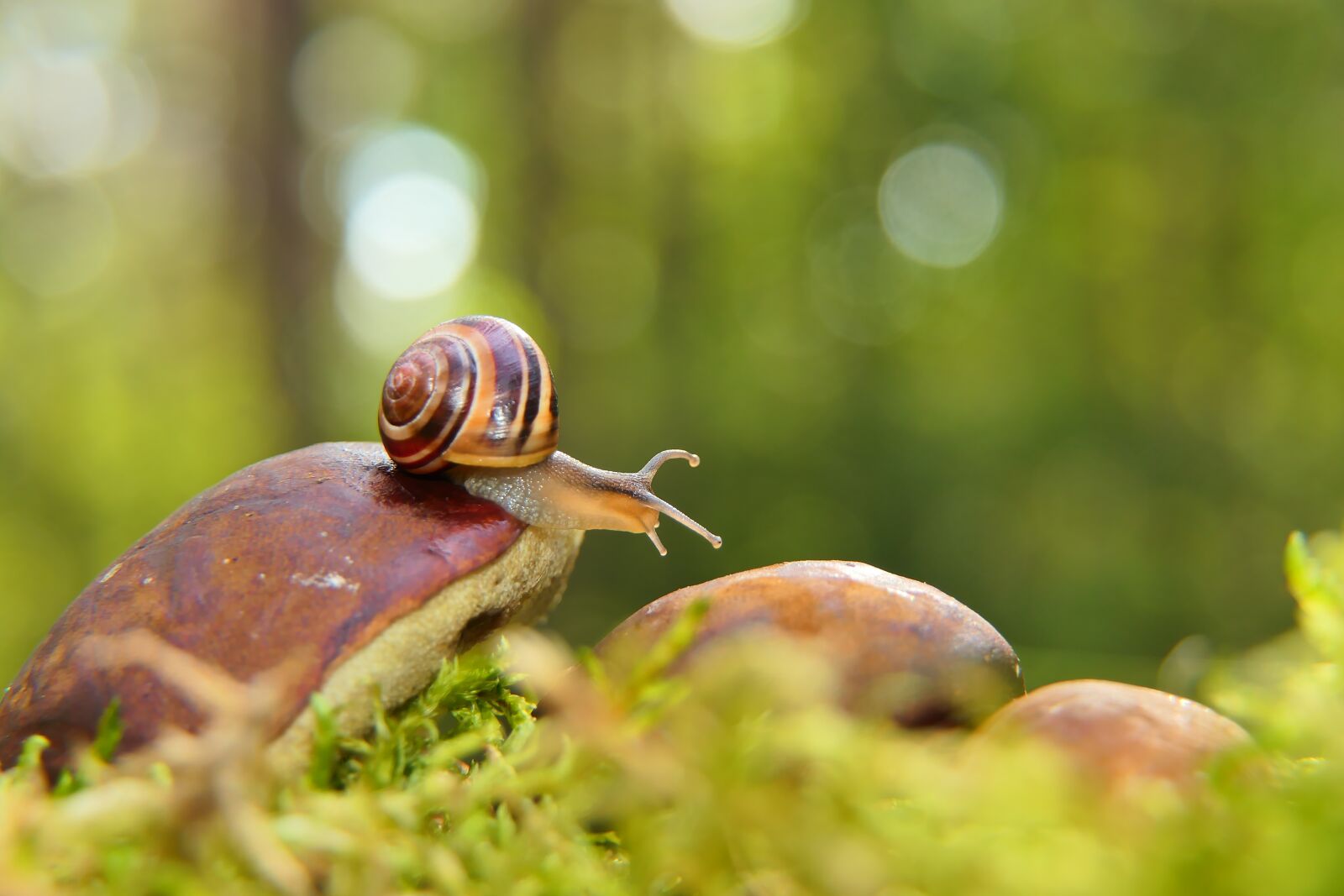 Panasonic Lumix DMC-FZ2500 (Lumix DMC-FZ2000) sample photo. Snail, grove snail, mollusc photography