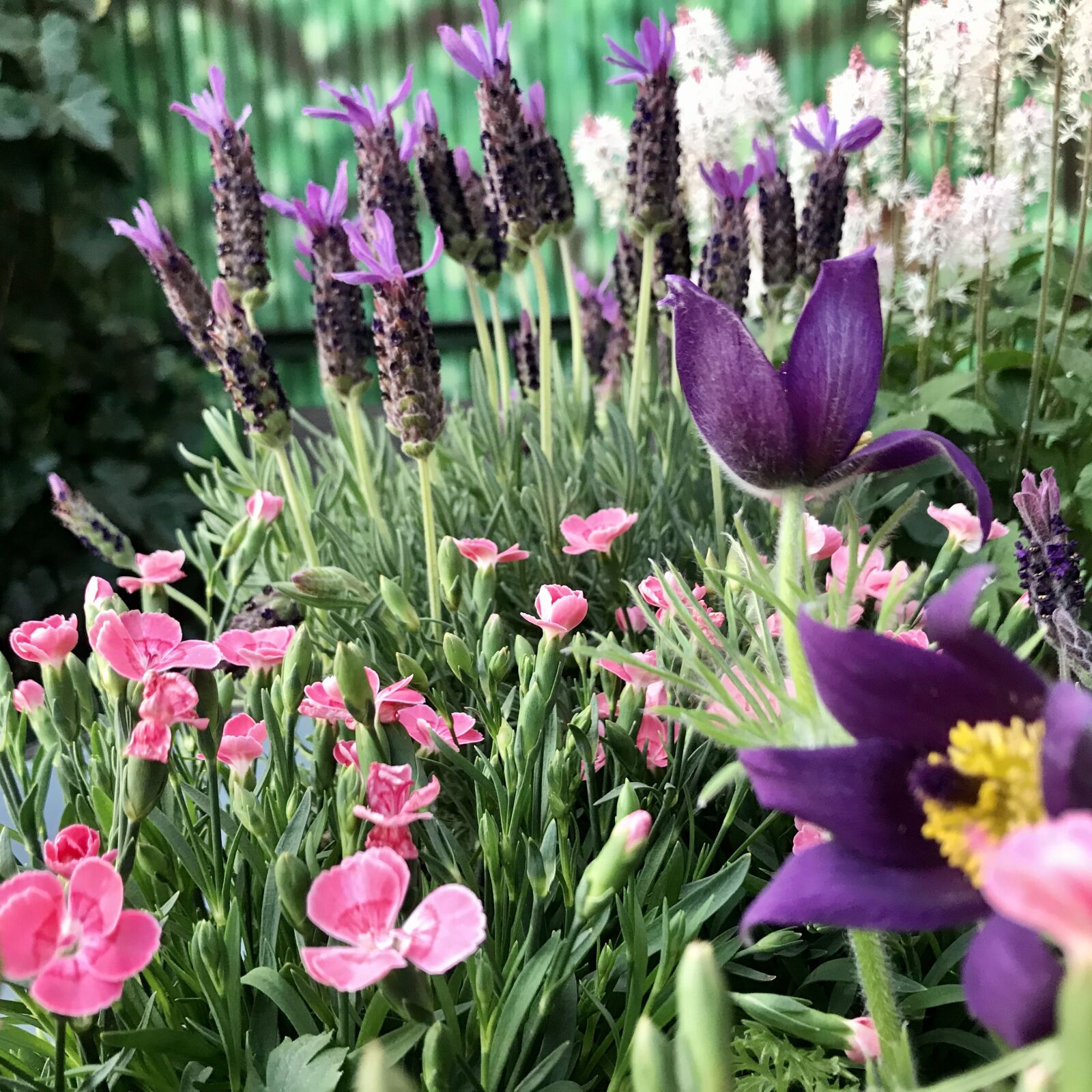 iPhone 7 back camera 3.99mm f/1.8 sample photo. Flowers, lavender, cloves photography