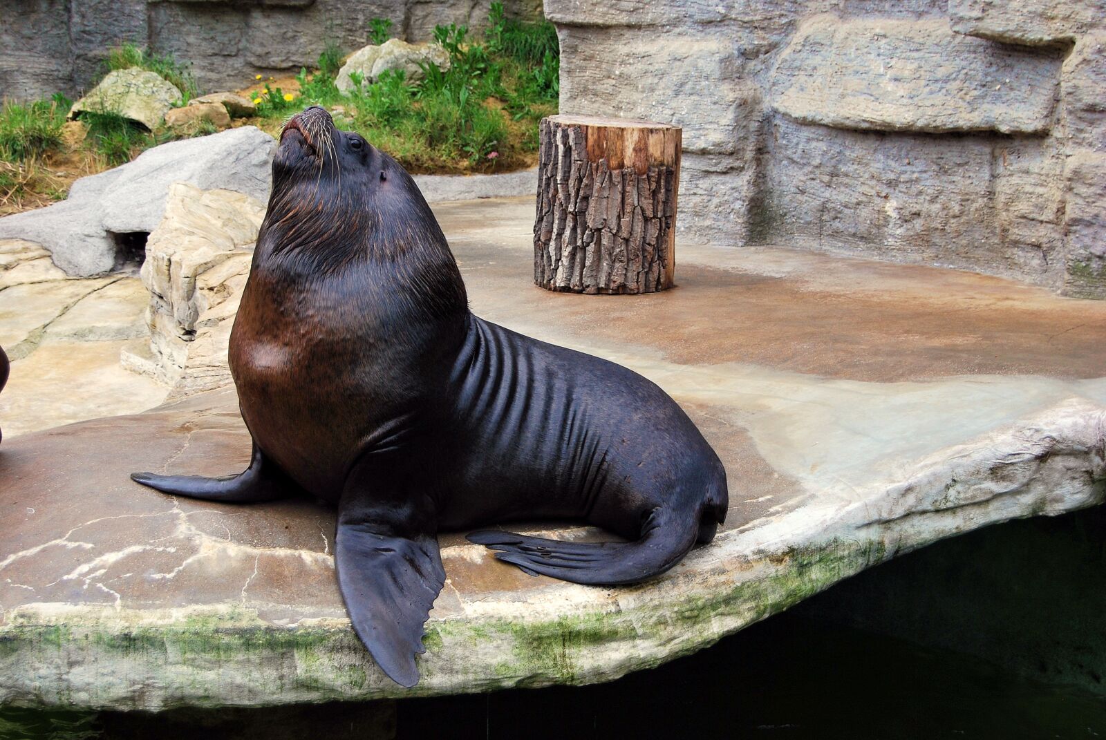 Nikon D60 sample photo. Nature, mammal, sea ​​lion photography