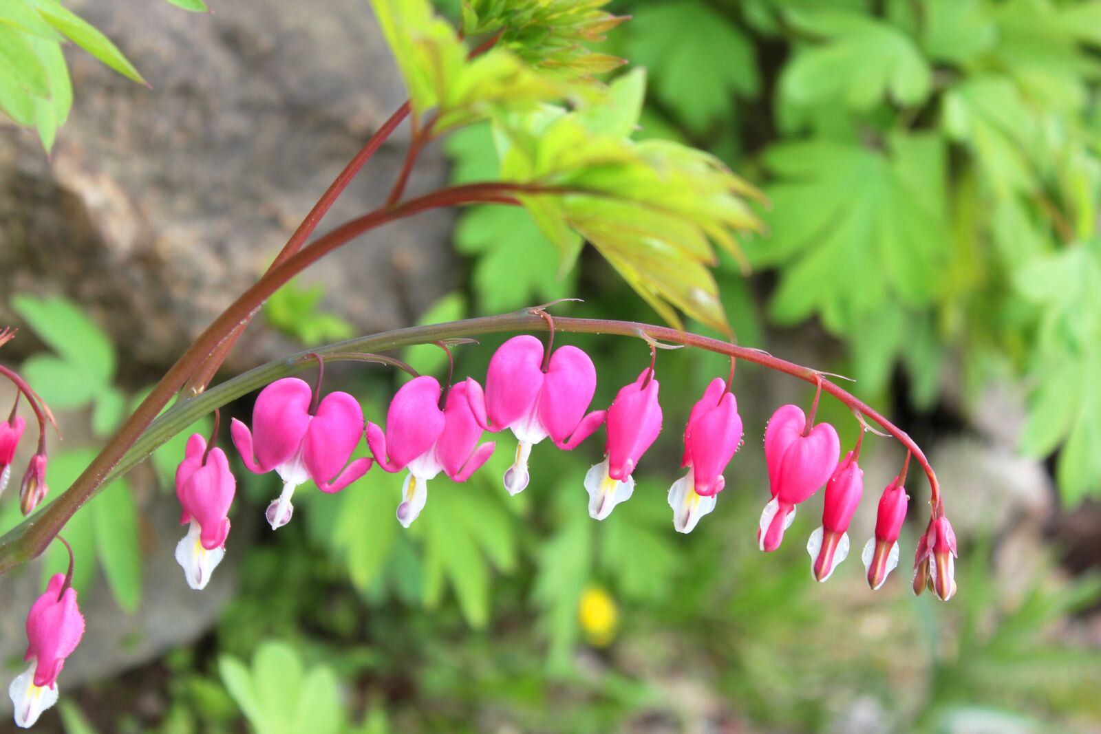 Canon EOS 550D (EOS Rebel T2i / EOS Kiss X4) sample photo. Nature, flowers, bleeding heart photography