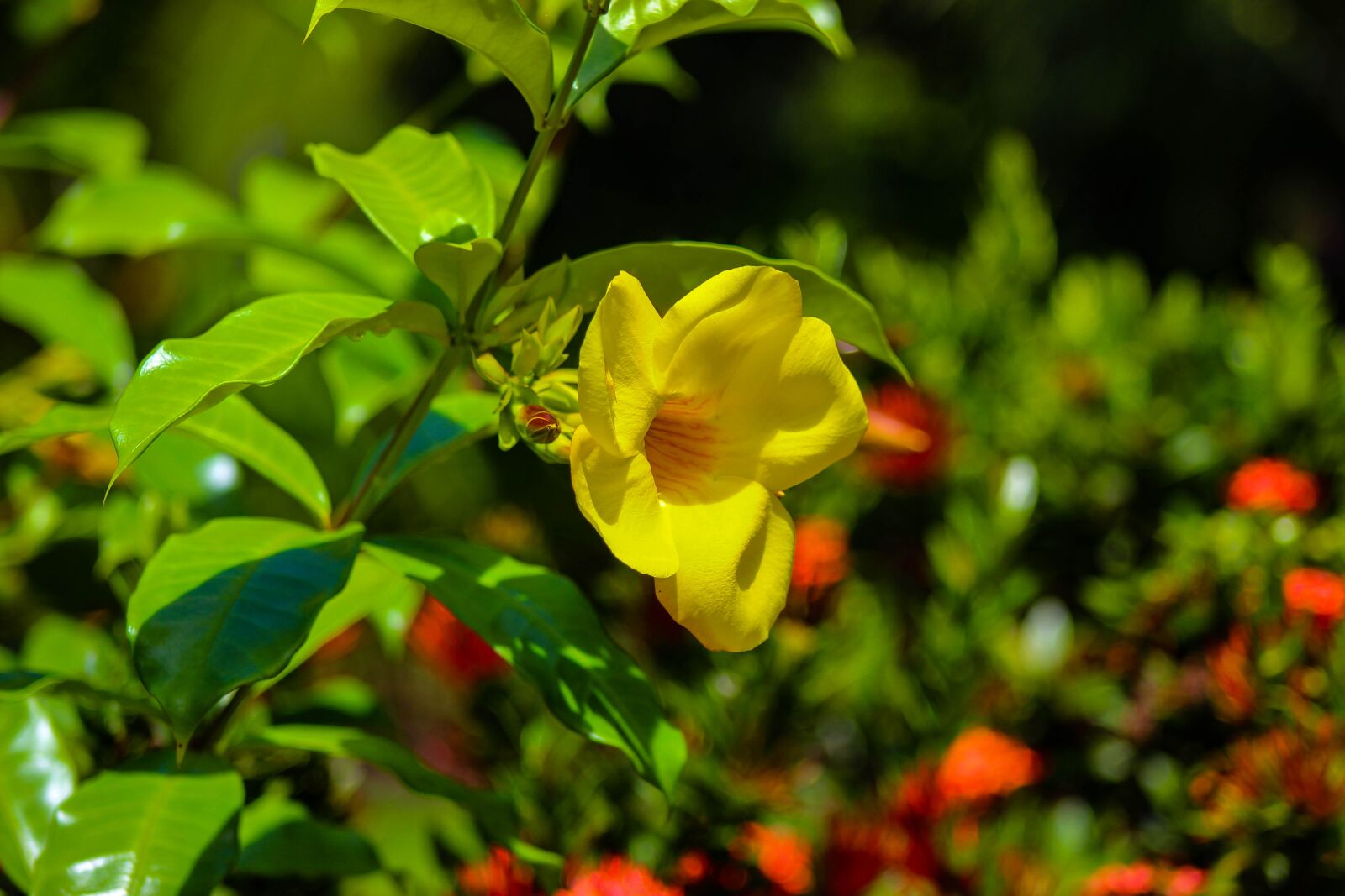 Canon EOS 600D (Rebel EOS T3i / EOS Kiss X5) sample photo. Flower, garden, nature photography