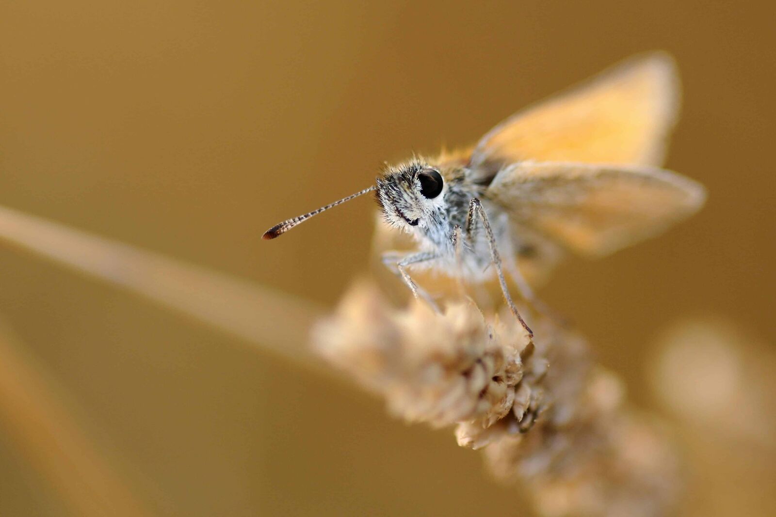 Nikon D300 sample photo. Invertebrate, animal, wildlife, nature photography