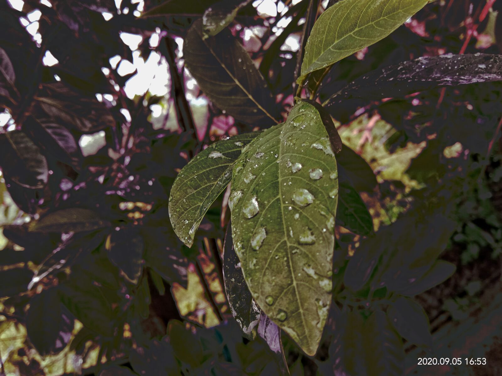 vivo 1802 sample photo. Leaves, green, raindrop photography