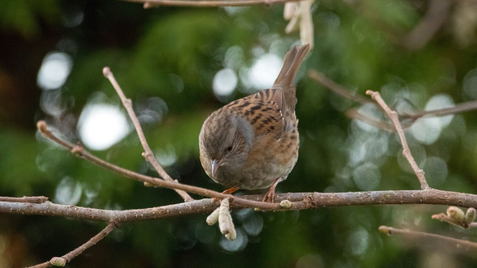 150-600mm F5-6.3 DG OS HSM | Contemporary 015 sample photo. Dunnock, garden, bird photography