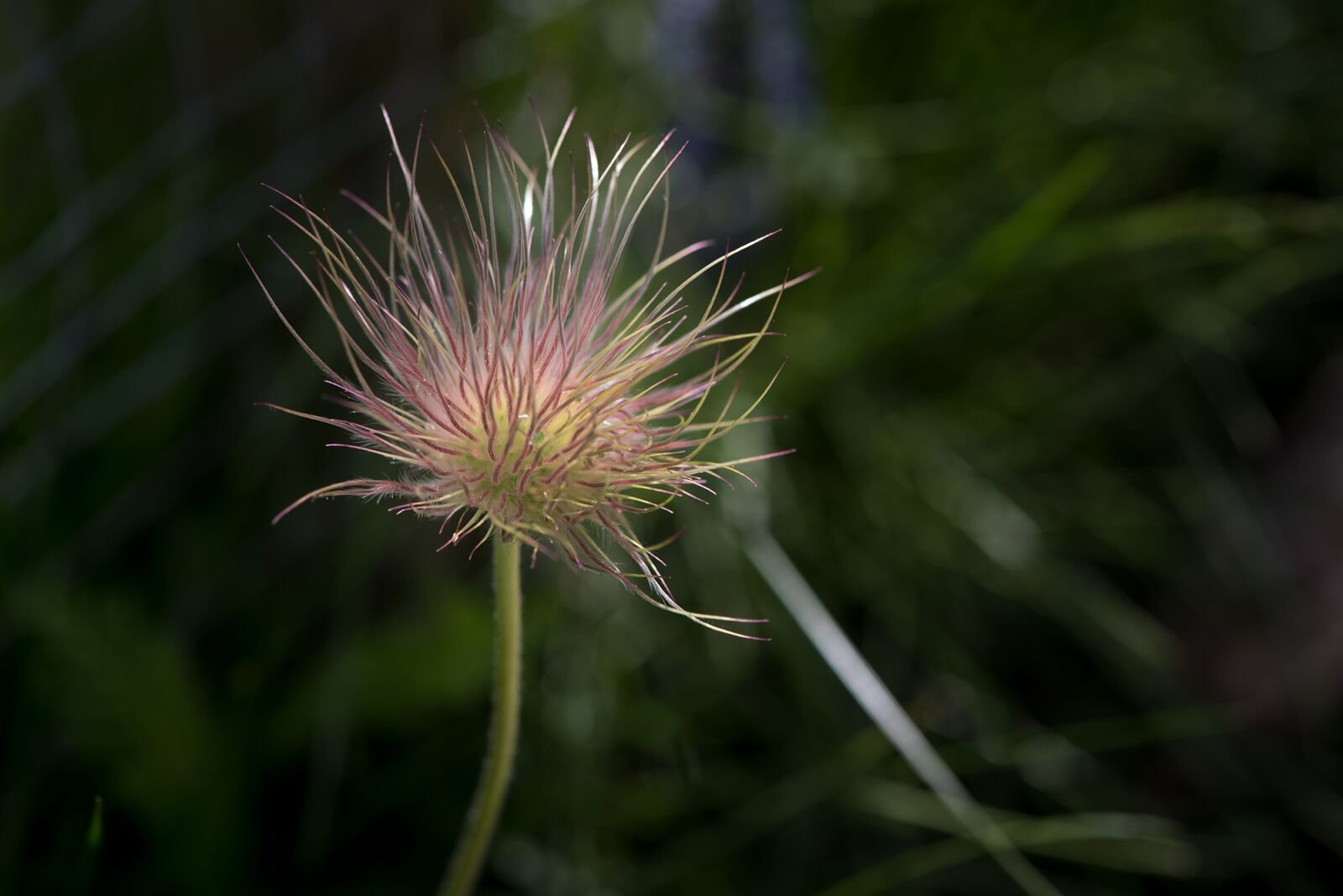 Nikon D750 sample photo. Pasque flower, plant, pasqueflower photography