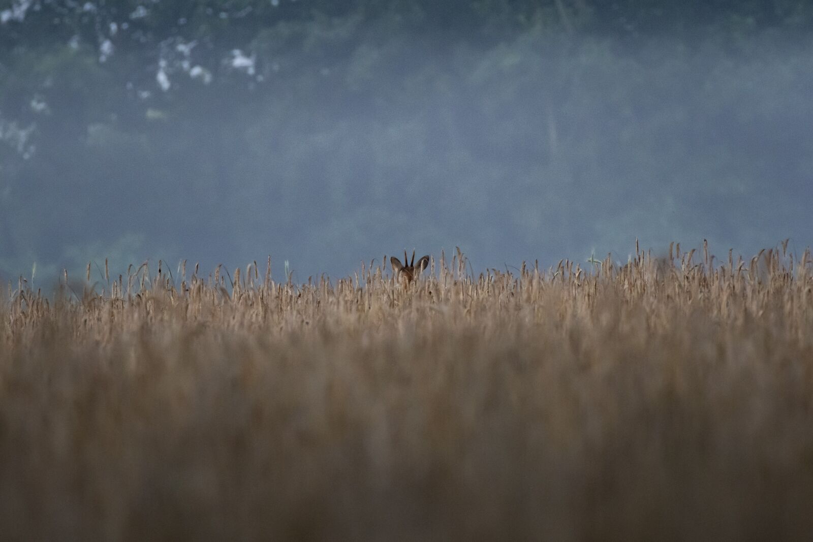 Nikon D5500 sample photo. Roe deer, deer, field photography