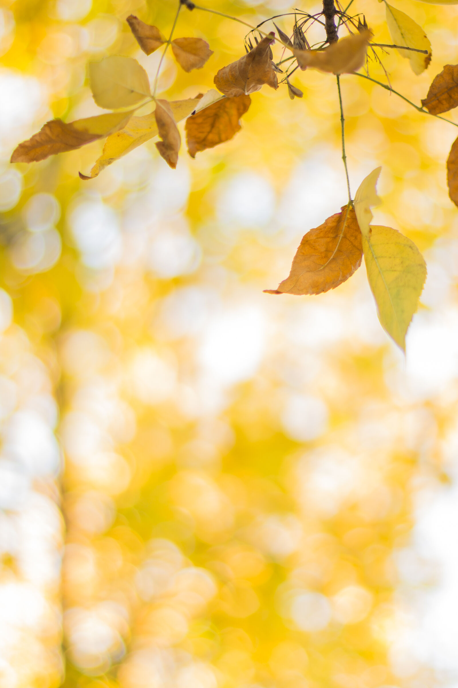 Canon EOS 70D + Canon EF 50mm F1.4 USM sample photo. Autumn, bokeh, fall, iphone photography