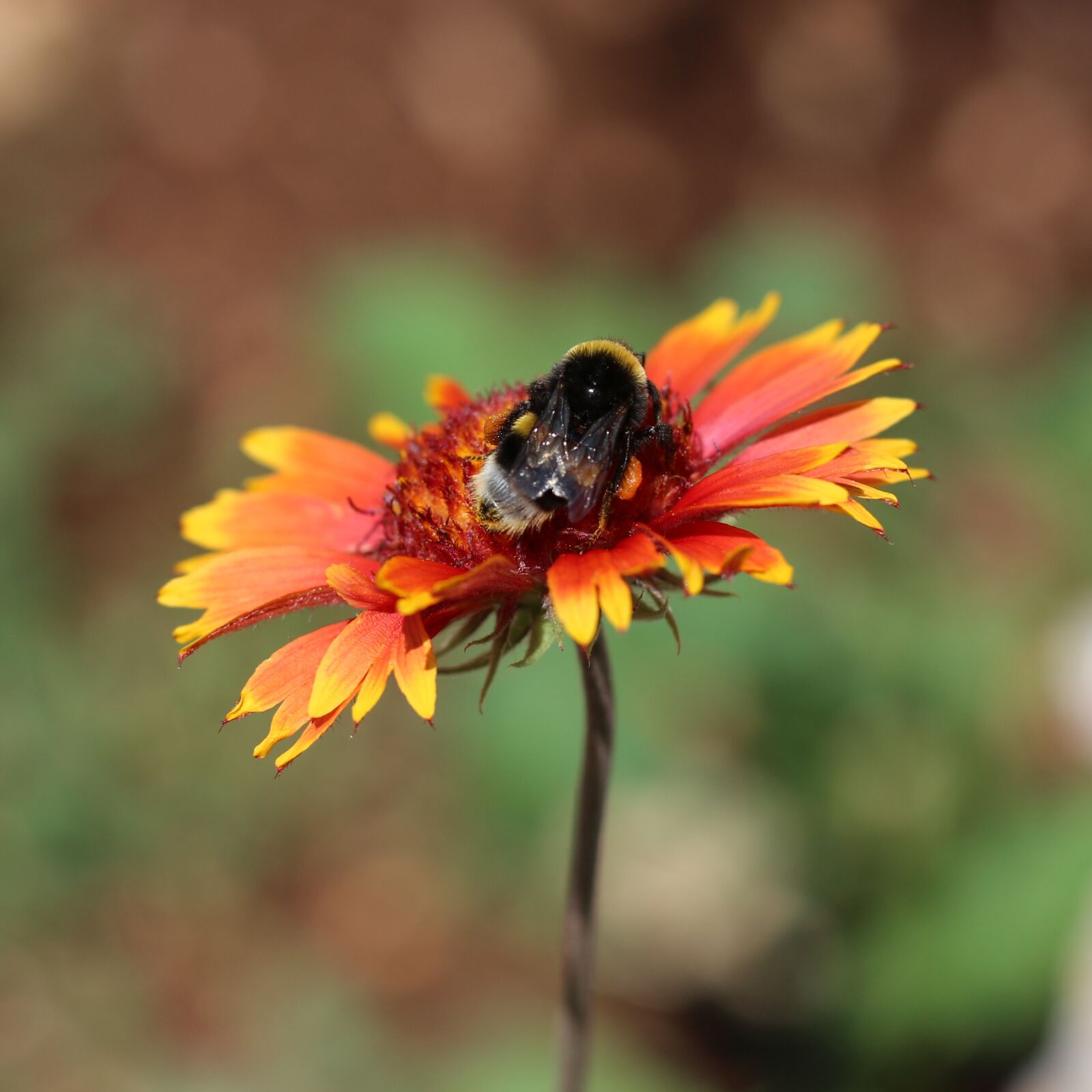 Canon EOS 700D (EOS Rebel T5i / EOS Kiss X7i) + Canon EF 50mm F1.8 STM sample photo. Blanket flowers, garden, nature photography