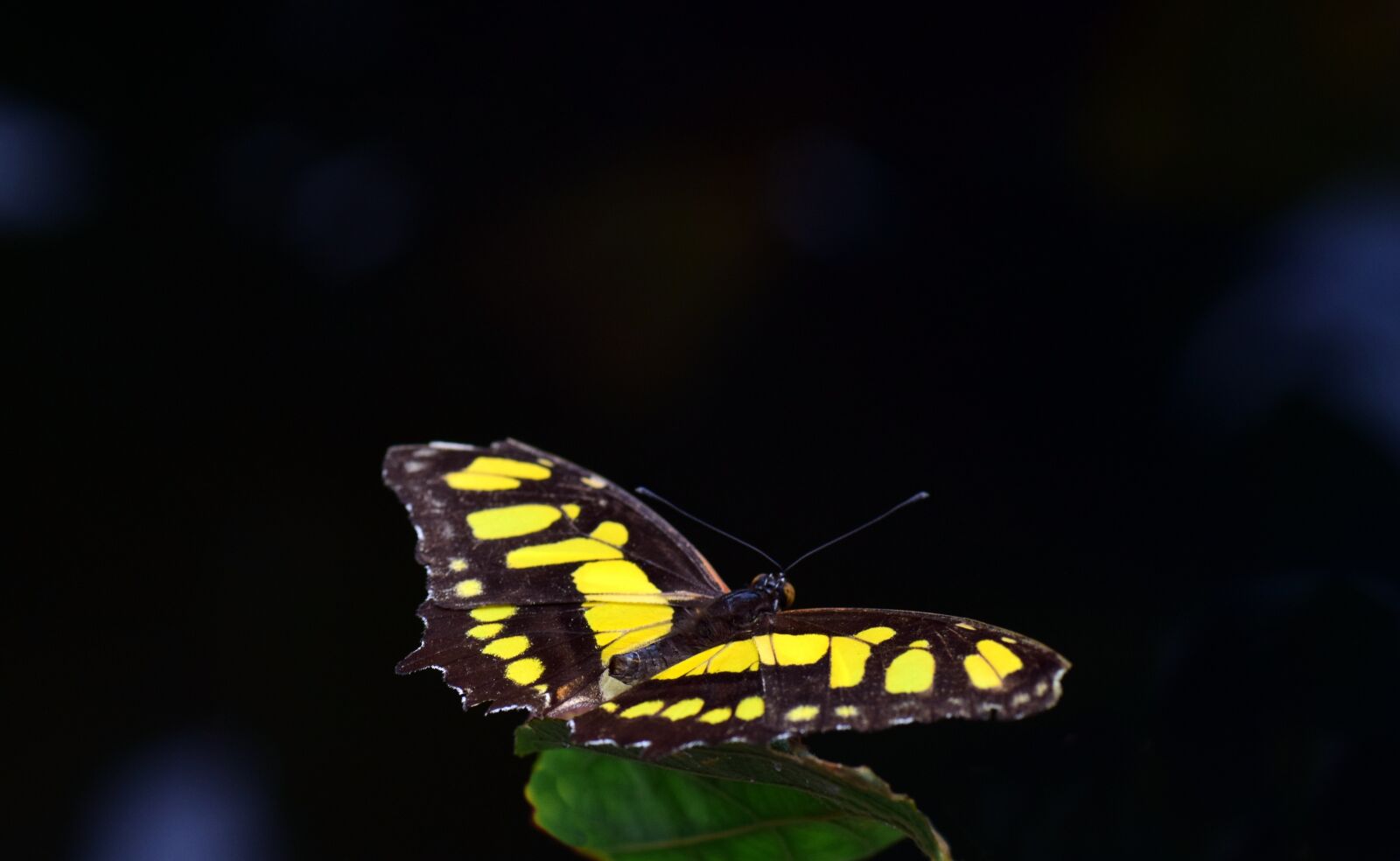 Nikon D3300 sample photo. Malachite, spirotea steles, butterfly photography