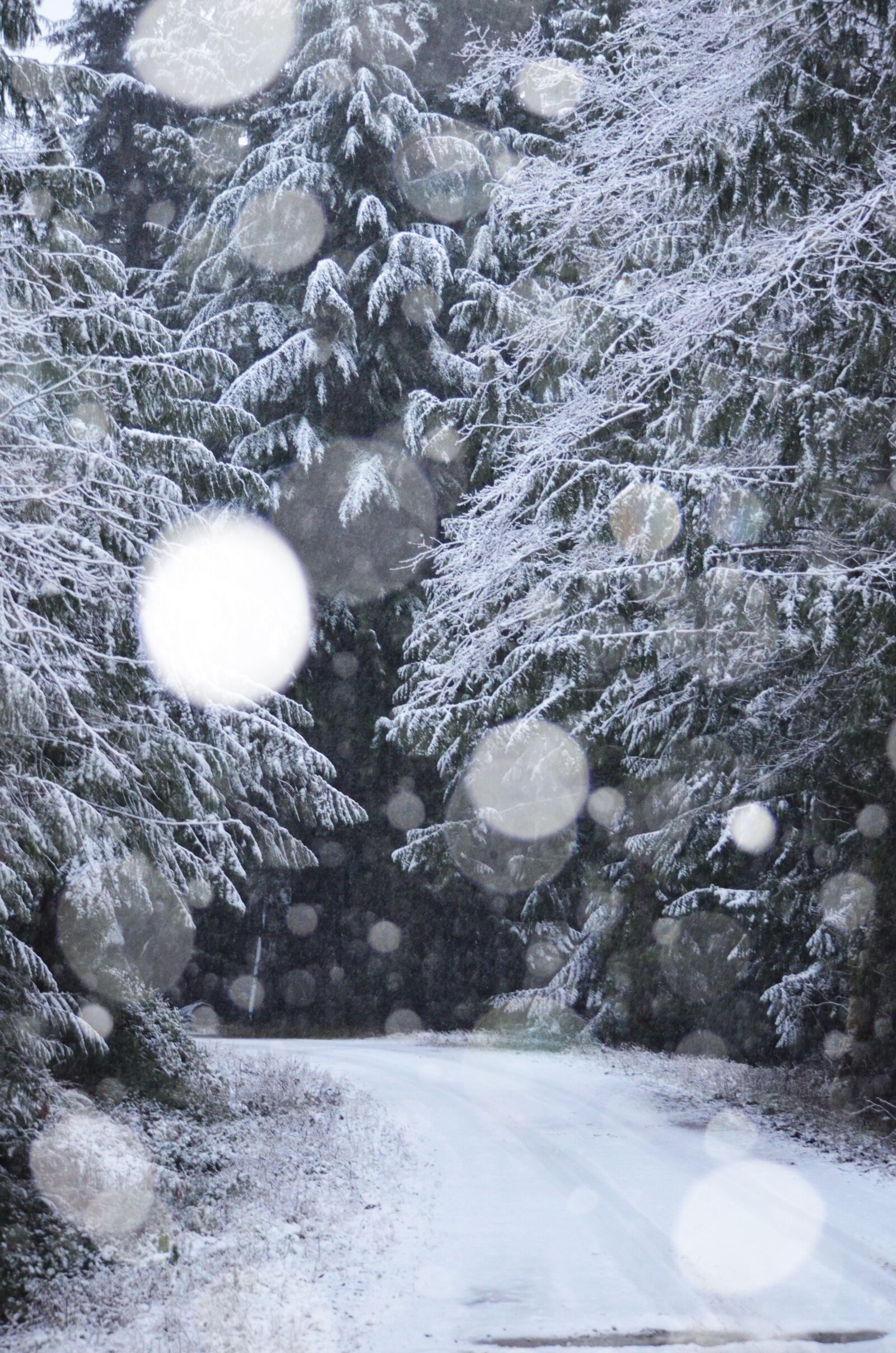 Nikon D5100 sample photo. Winter, snowing, snow photography