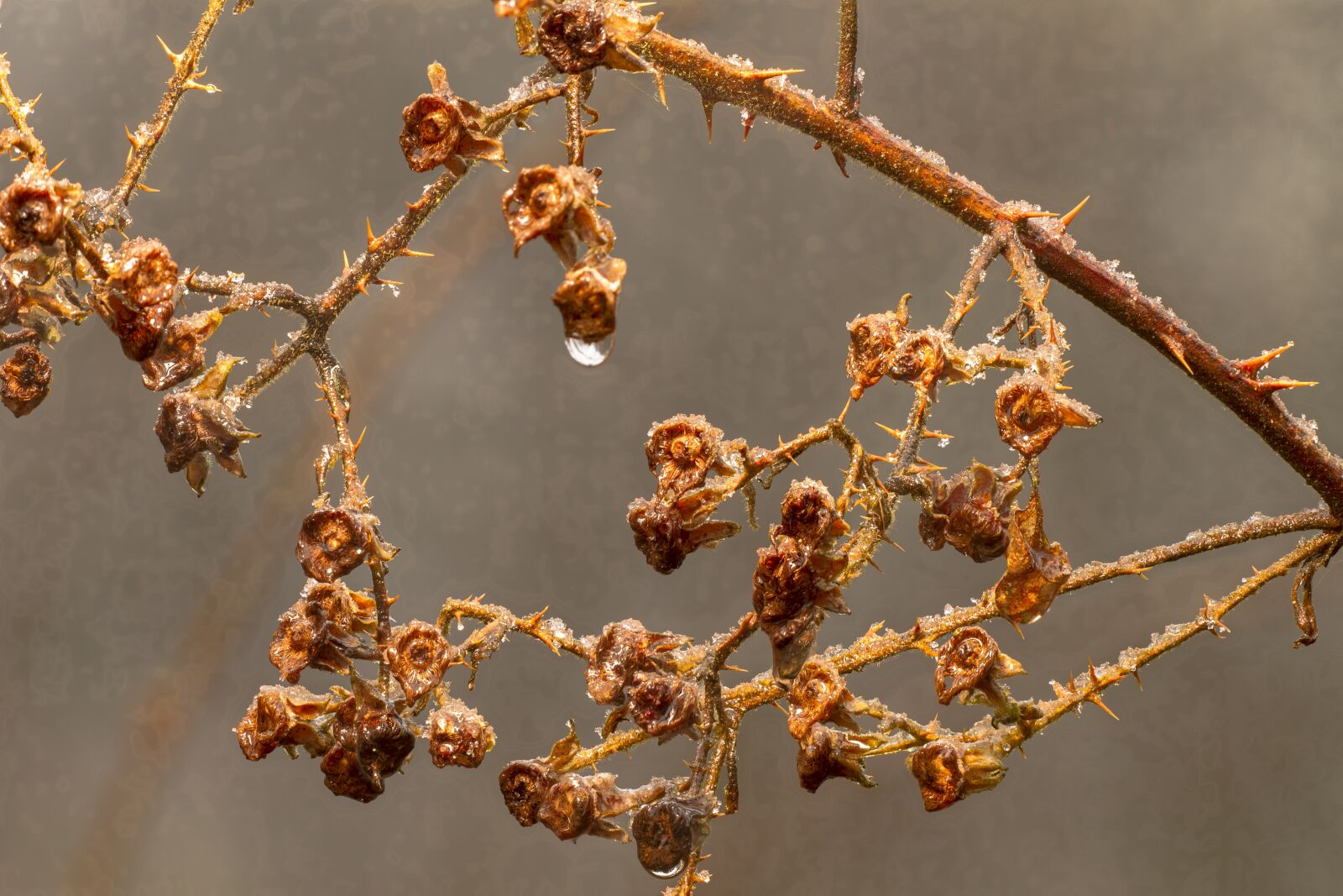 Canon EOS 7D sample photo. Blackberry vine, dorne, prickly photography