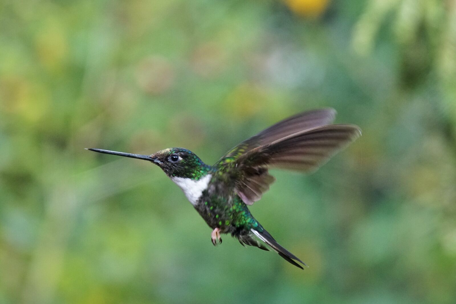 Sony E 18-200mm F3.5-6.3 OSS sample photo. Hummingbird, kolibri, bird photography