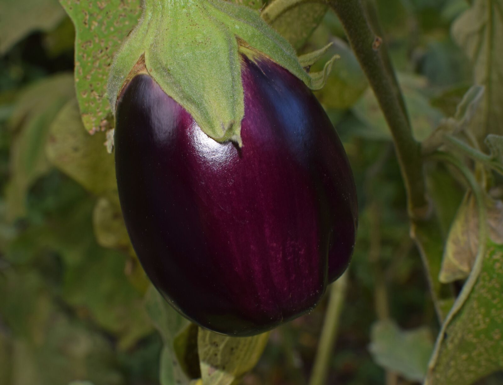 Nikon D3300 sample photo. Ripe eggplant, eggplant, vegetable photography