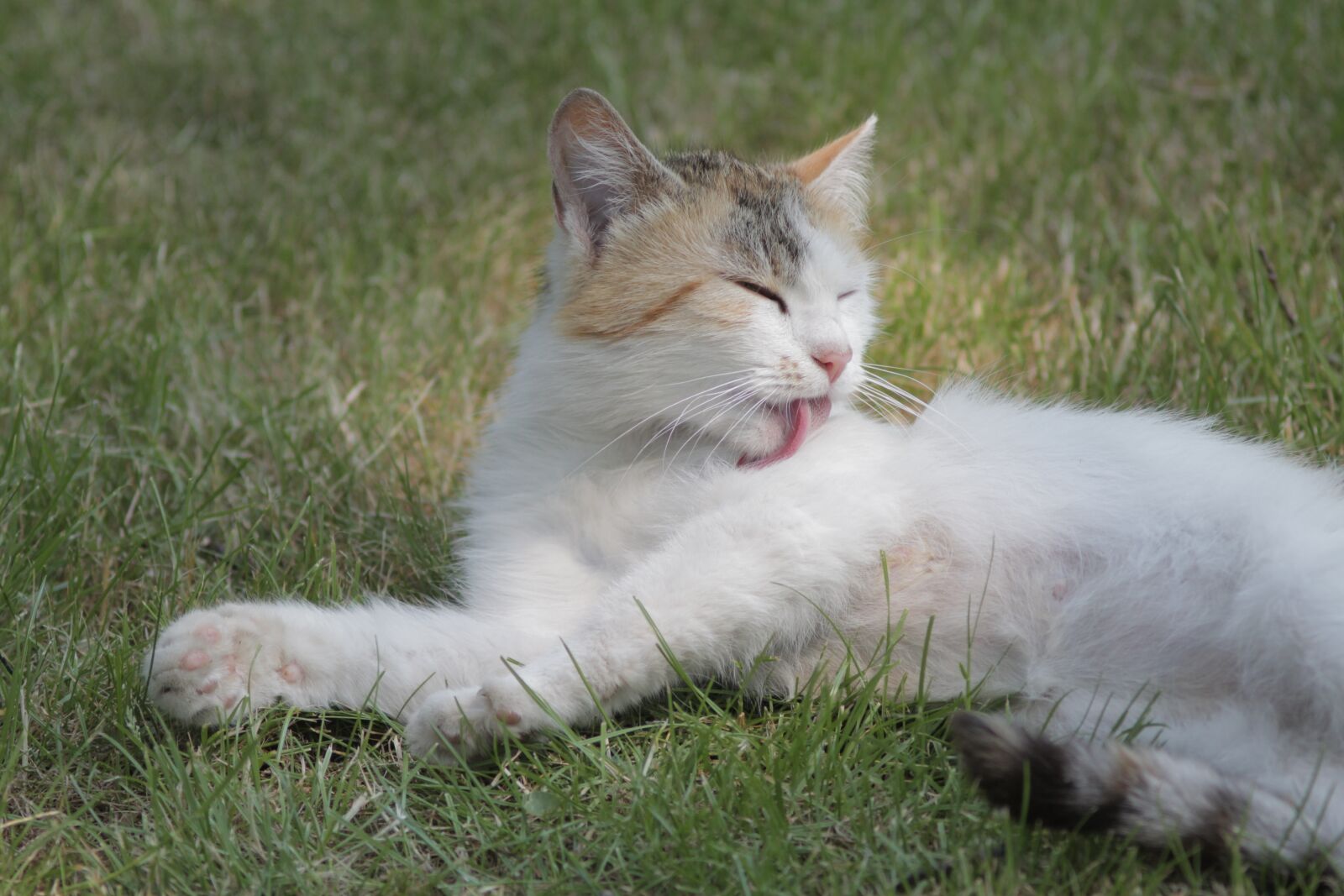 Canon EOS 700D (EOS Rebel T5i / EOS Kiss X7i) sample photo. Cat, nature, cute photography