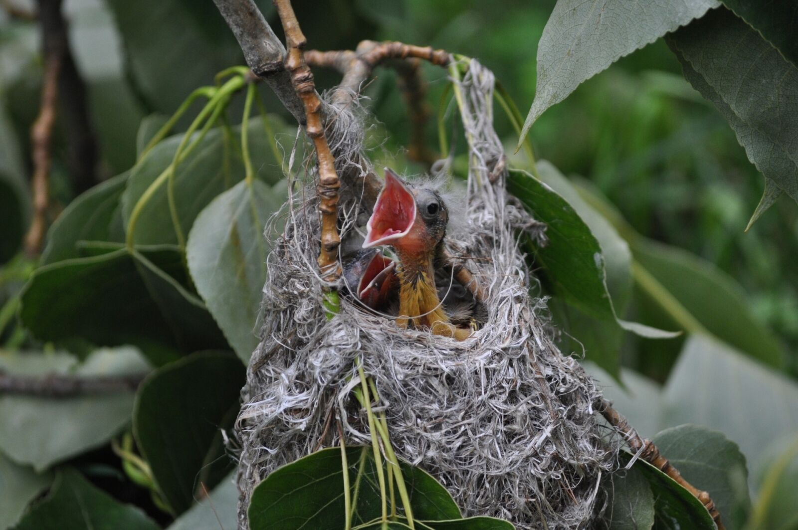 Nikon D5000 sample photo. Bird, baby, nest photography