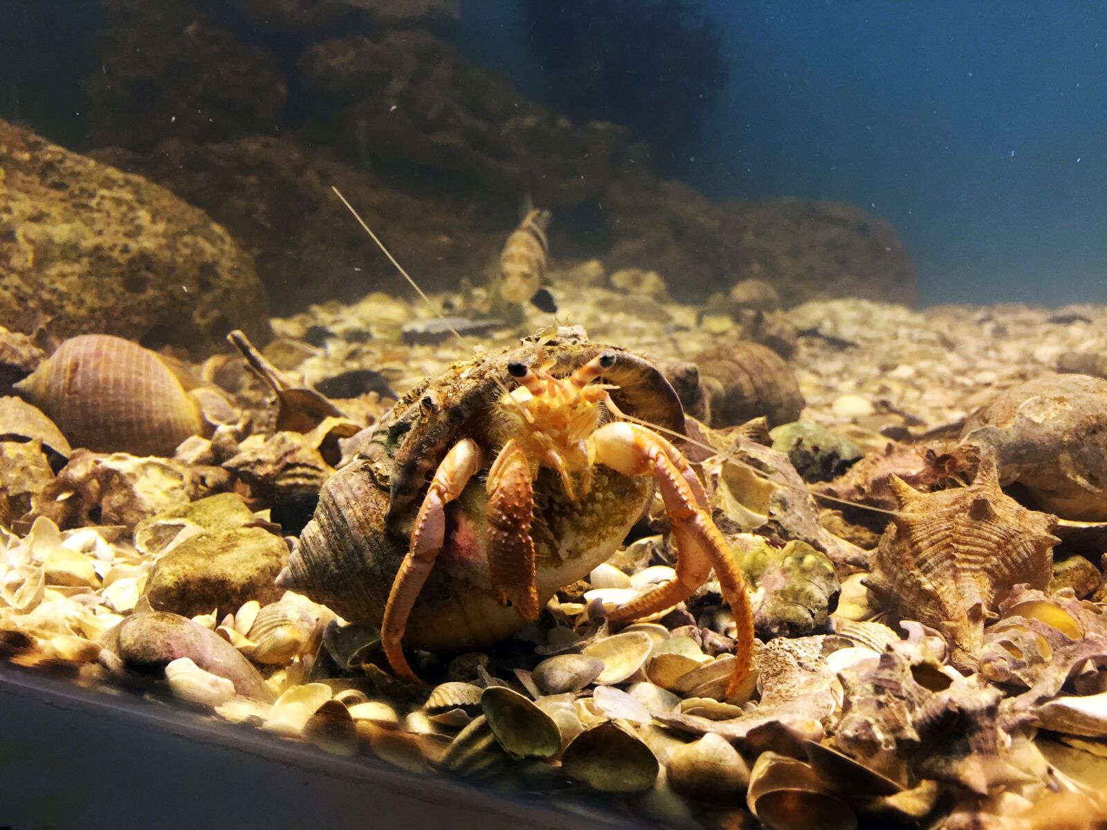 Apple iPhone 6 sample photo. Fish tank, hermit, water photography