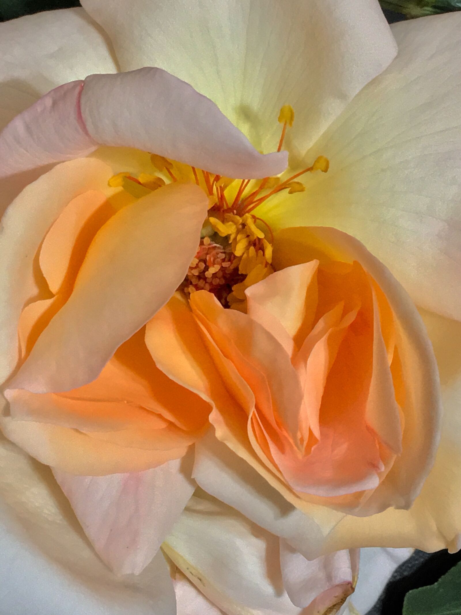 Apple iPhone 6s Plus sample photo. Rosa, pistils, flower photography