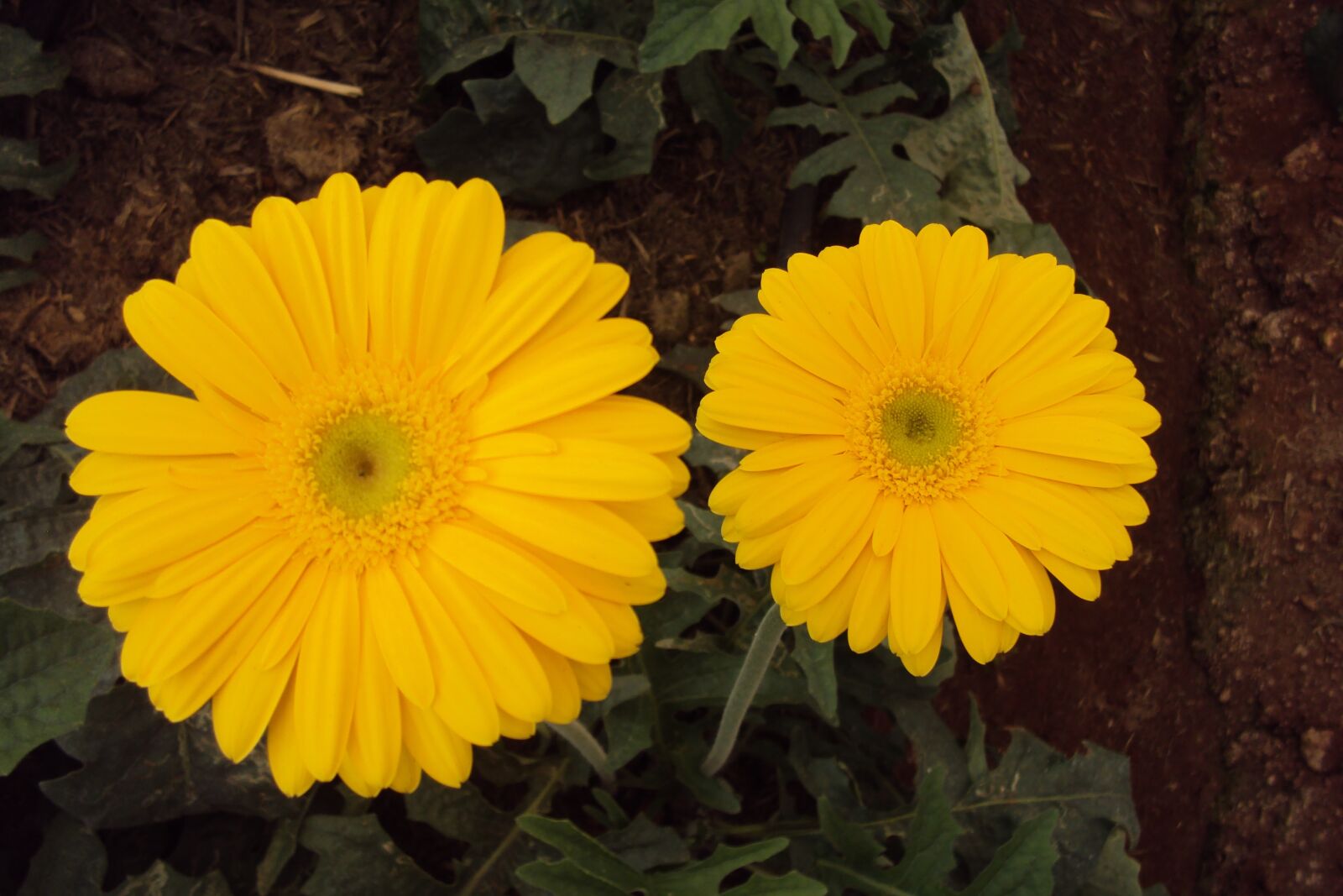 Sony DSC-W180 sample photo. Yellow flower, daisy, blossom photography