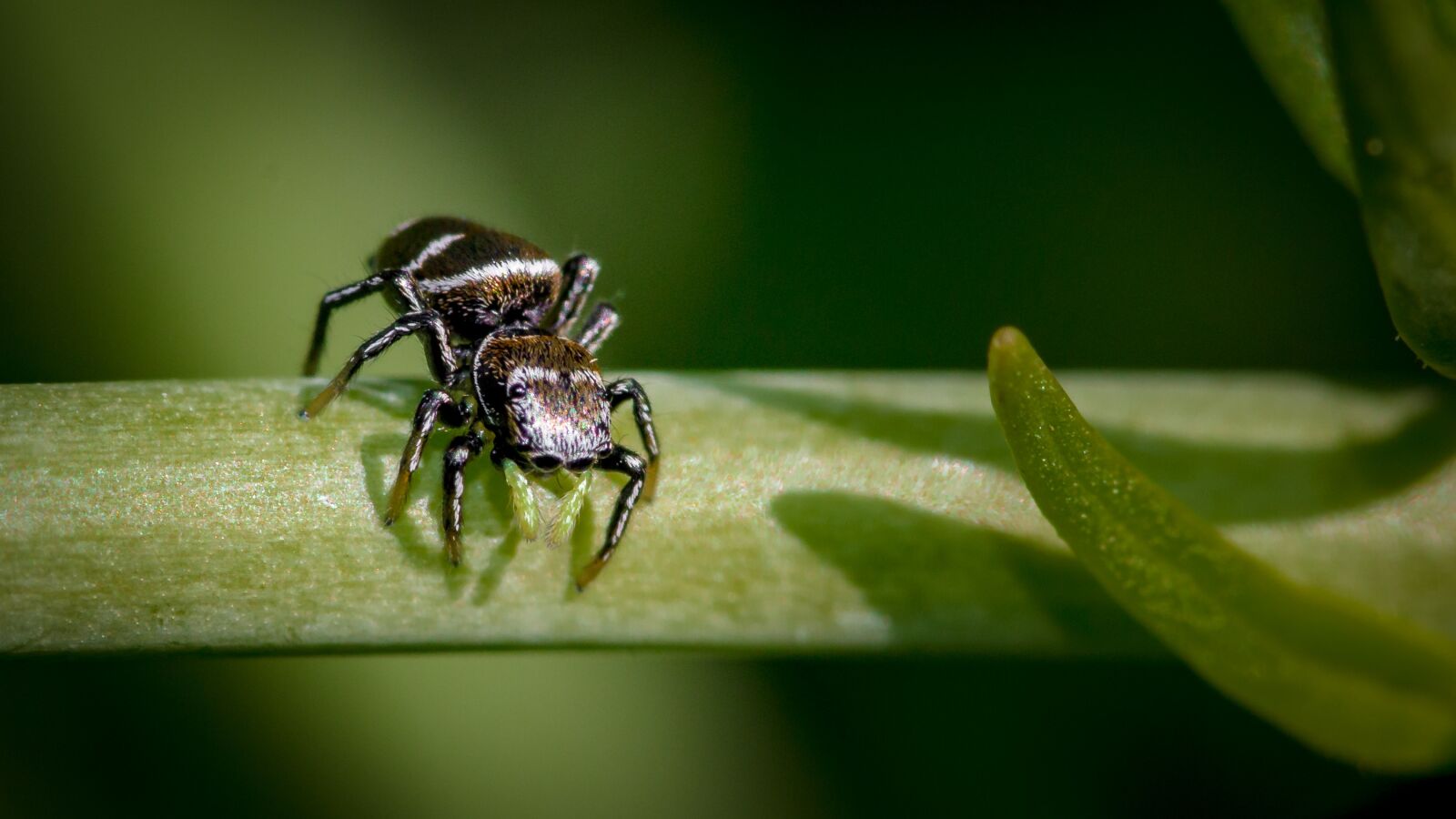 Canon EOS 70D sample photo. Spider, small, close up photography
