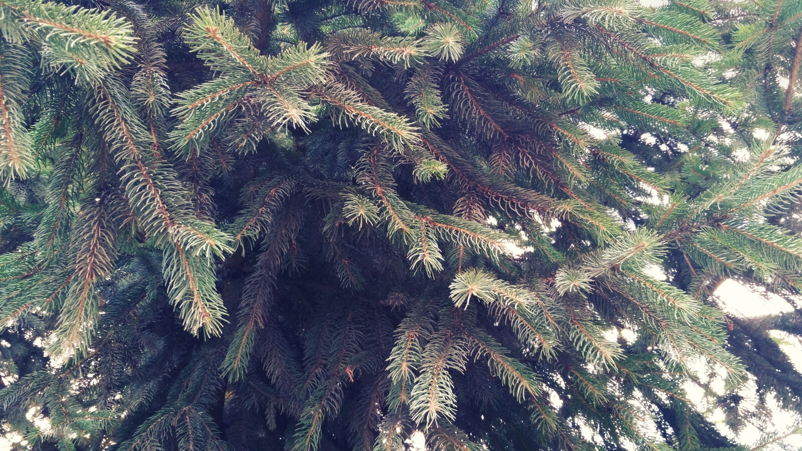 Xiaomi Redmi 3S sample photo. Tree photography