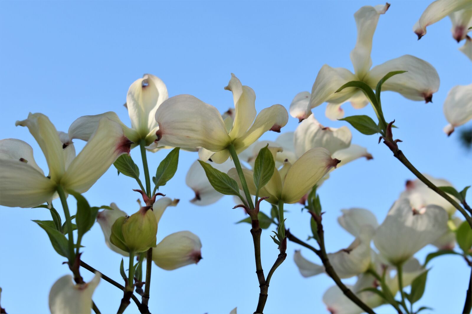Nikon D5500 sample photo. Dogwood, bush, tree photography
