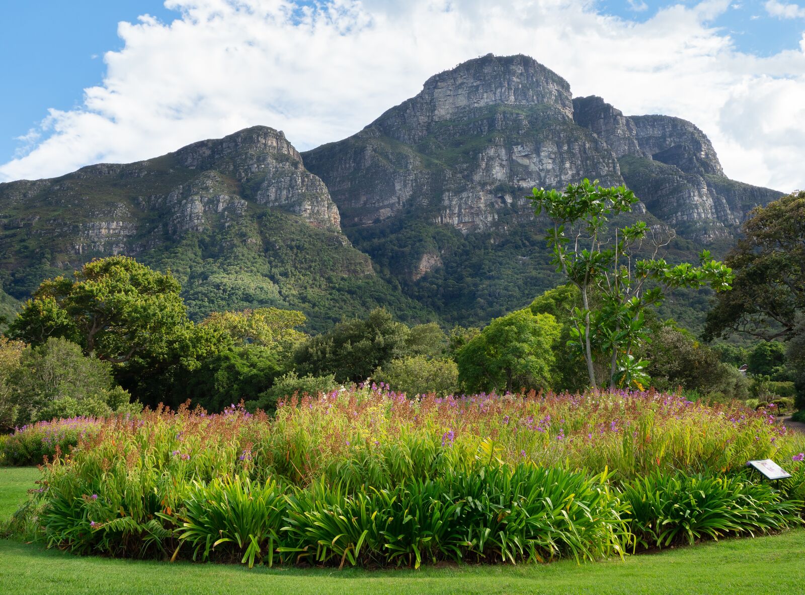 Olympus M.Zuiko Digital ED 12-100mm F4.0 IS Pro sample photo. Kirstenbosch botanical garden, landscape photography