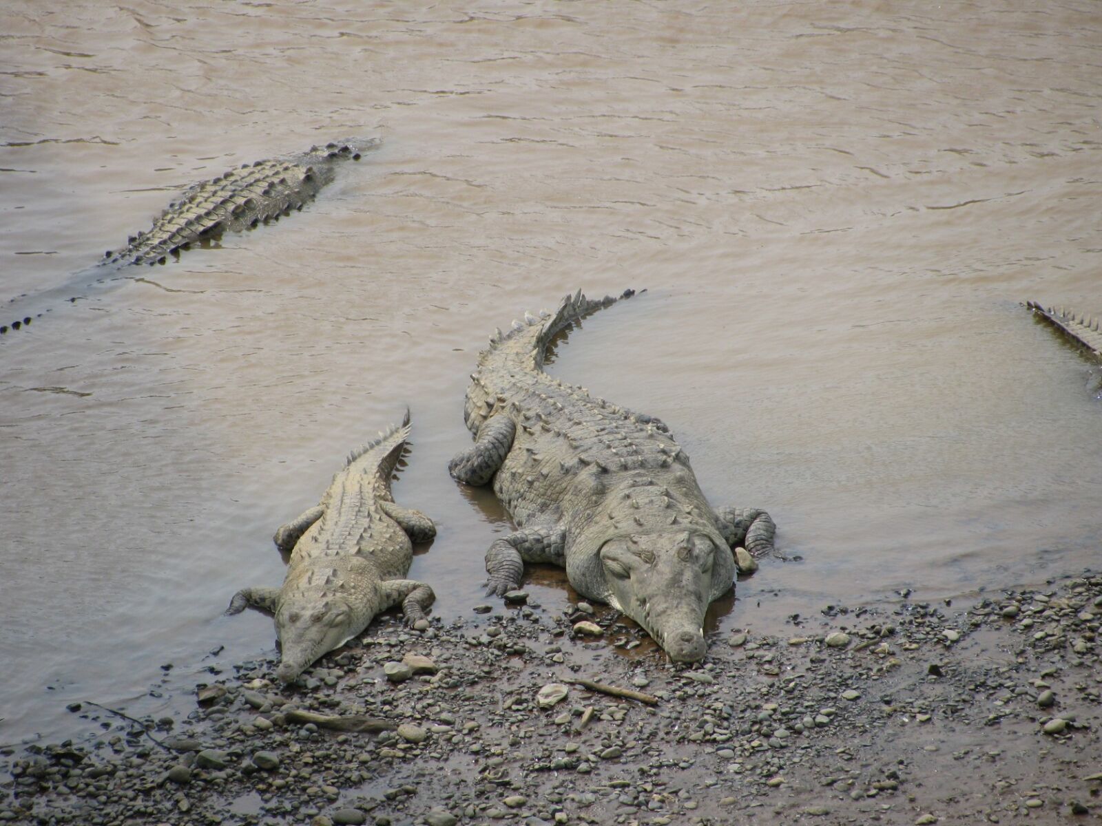 Canon PowerShot SX110 IS sample photo. "Crocodile" photography