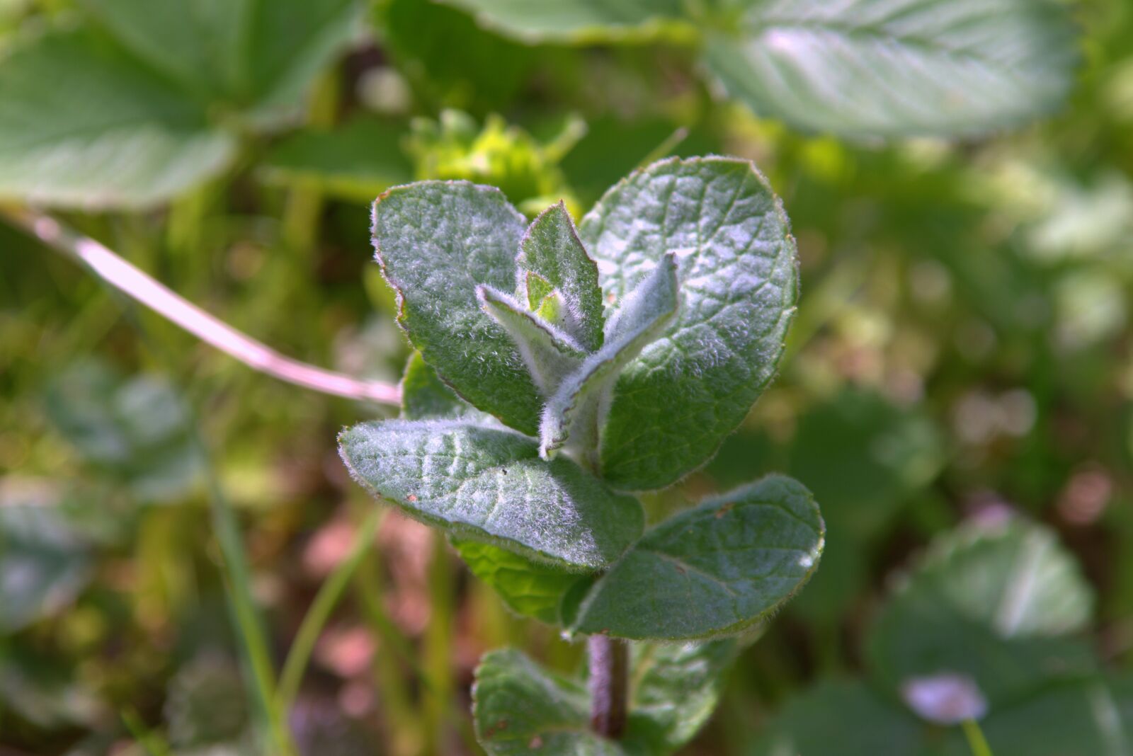 Pentax K-S2 sample photo. Mint, plant, fresh photography