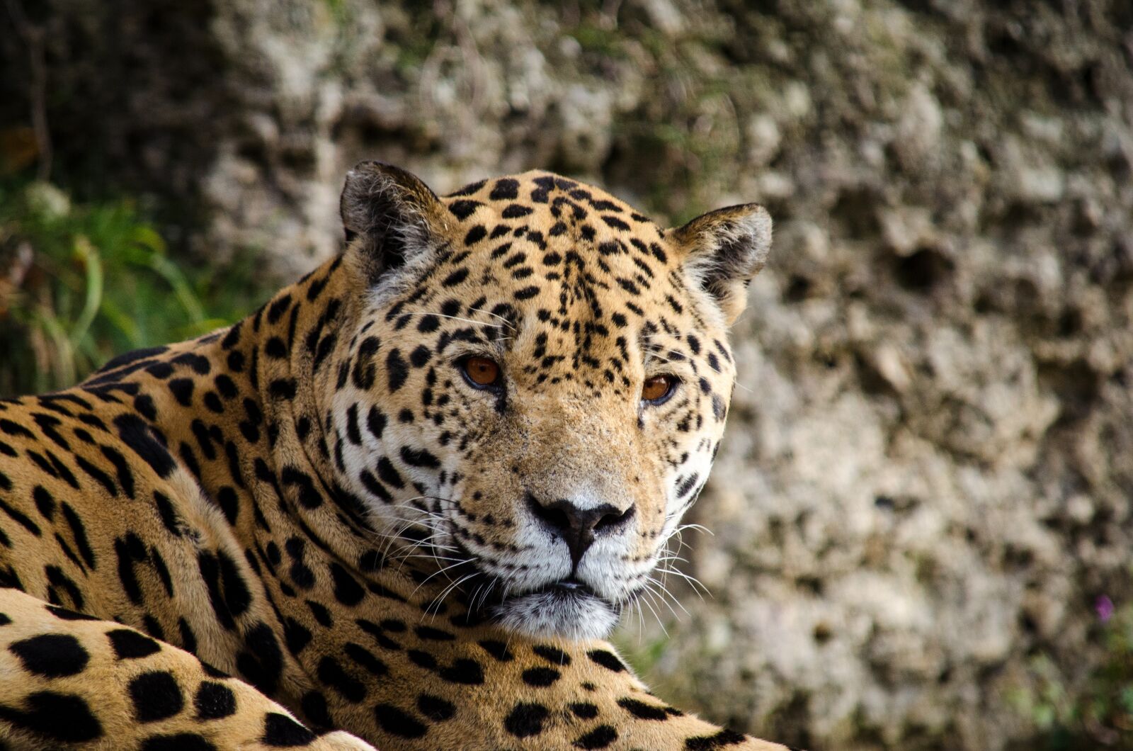 Nikon D5100 sample photo. Jaguar, panter, big cat photography