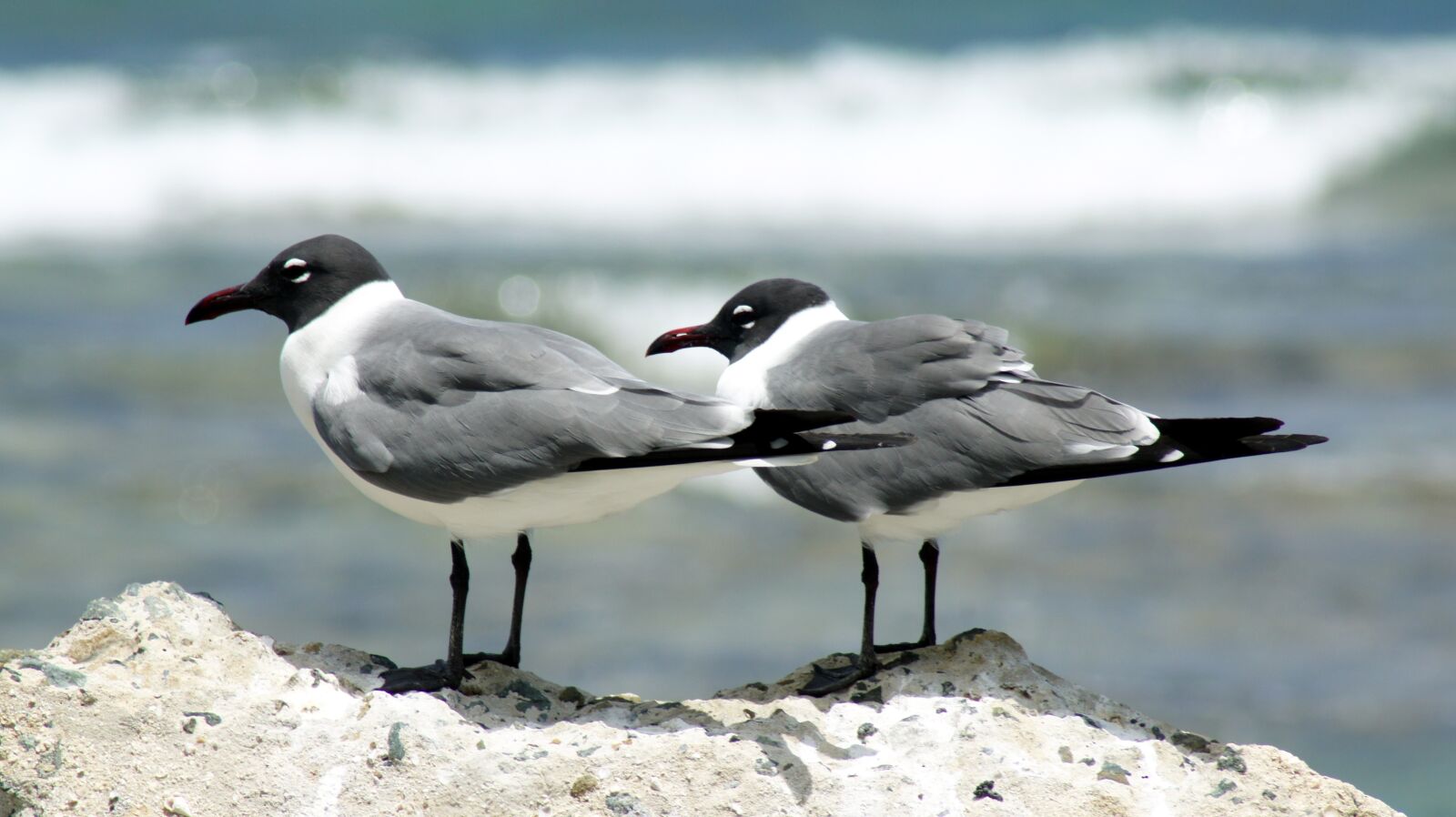 Sony Alpha DSLR-A550 sample photo. Seagulls, bird, coastal photography