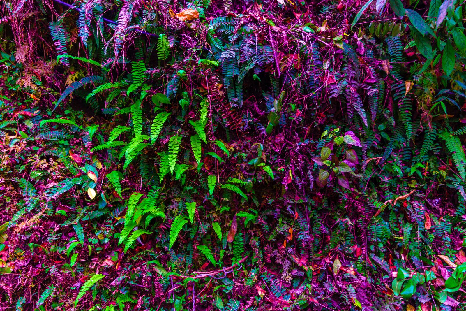 Nikon D3300 sample photo. Forest background, hedge forest photography