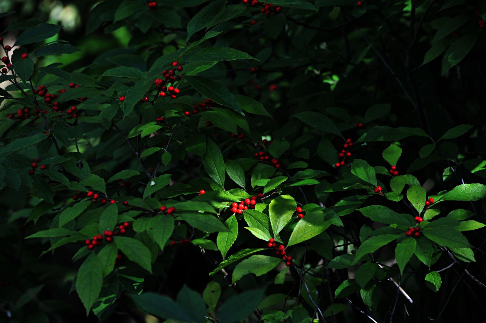 Nikon D700 sample photo. Fruit, plants, wood photography