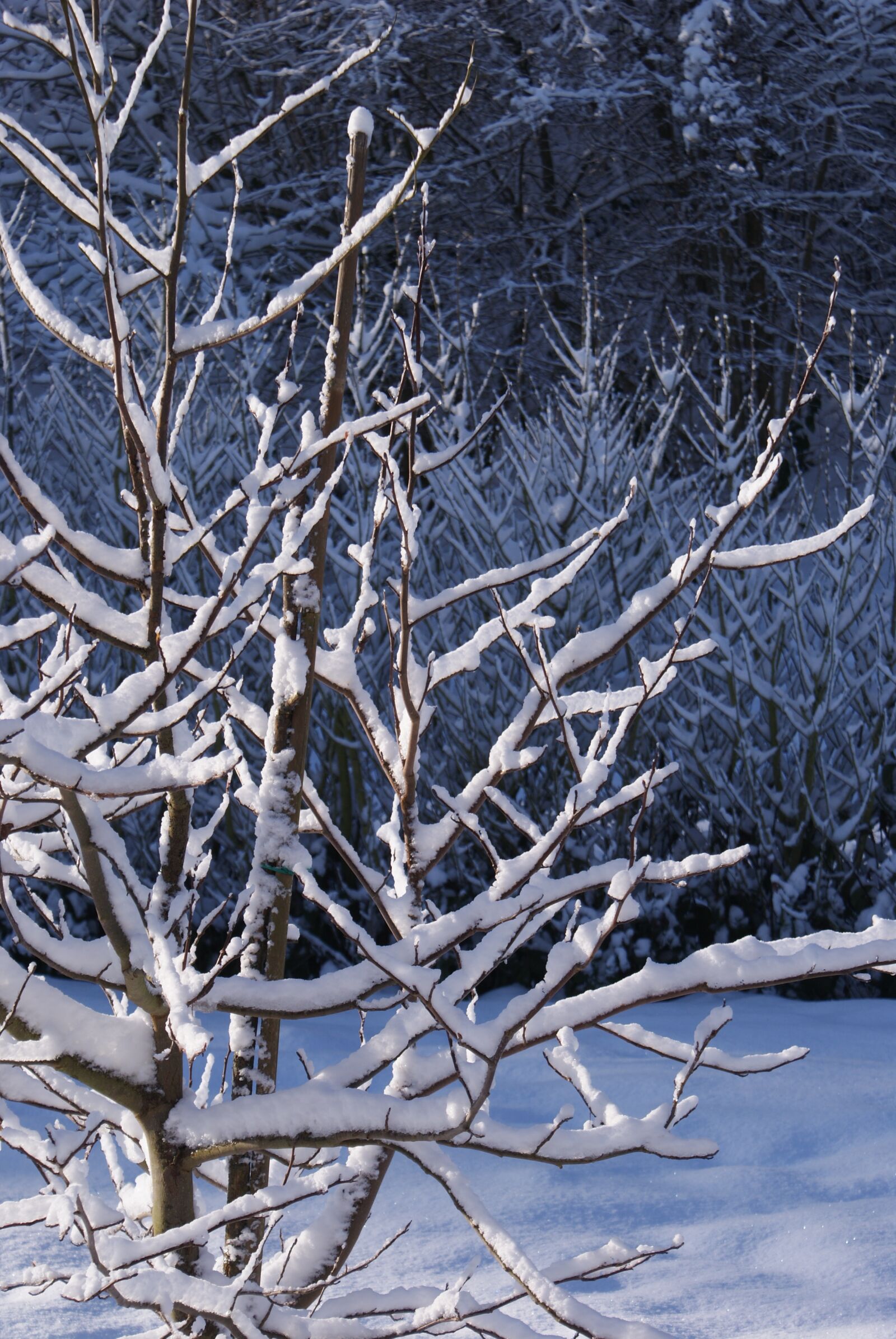 Sony Alpha DSLR-A200 sample photo. Snow, tree, frost photography