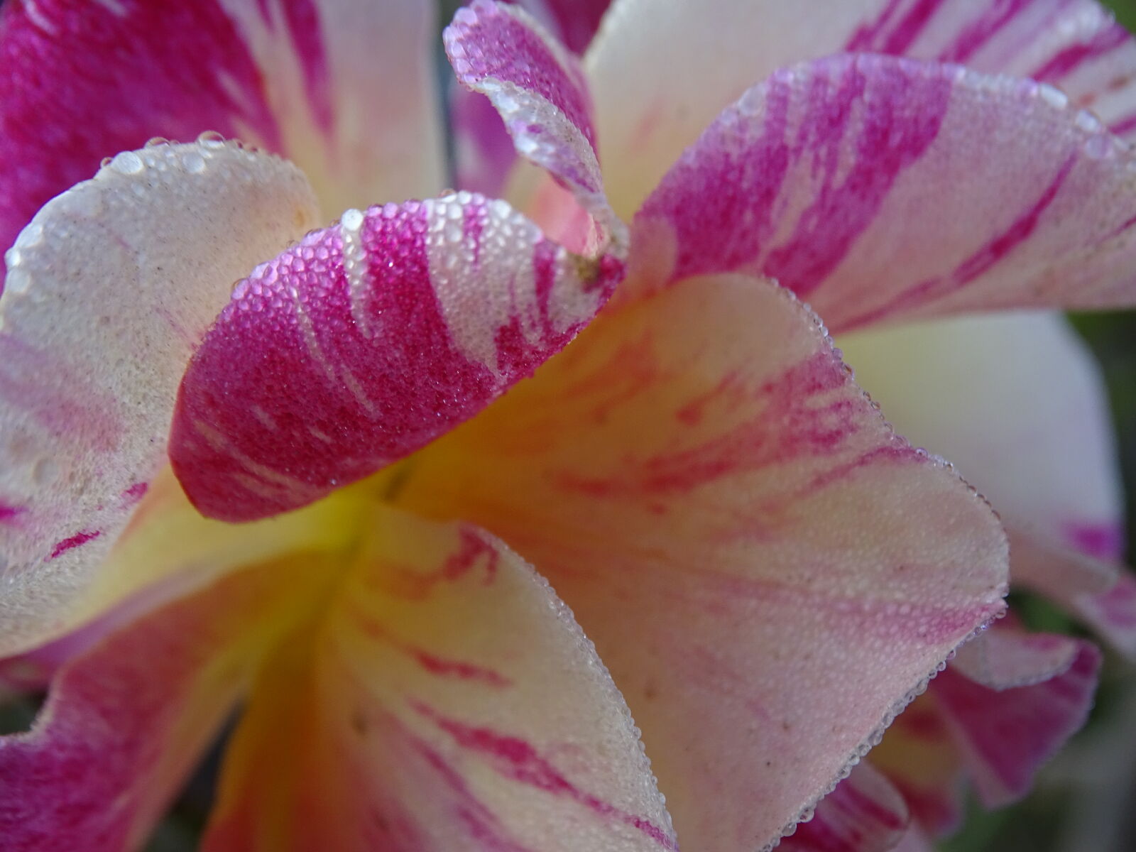 Sony Cyber-shot DSC-HX400V sample photo. Flower, macro, photography, natrul photography