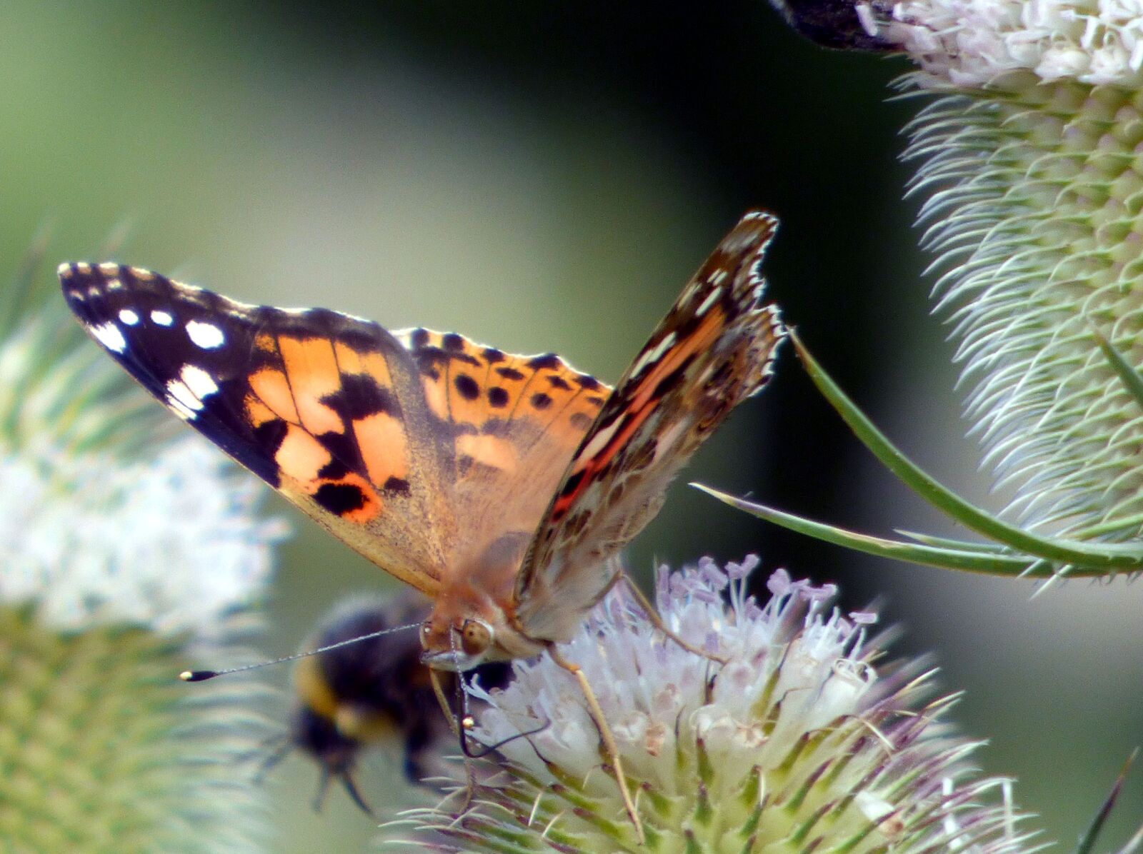 Panasonic DMC-FZ72 sample photo. Butterfly, thistle, flower photography