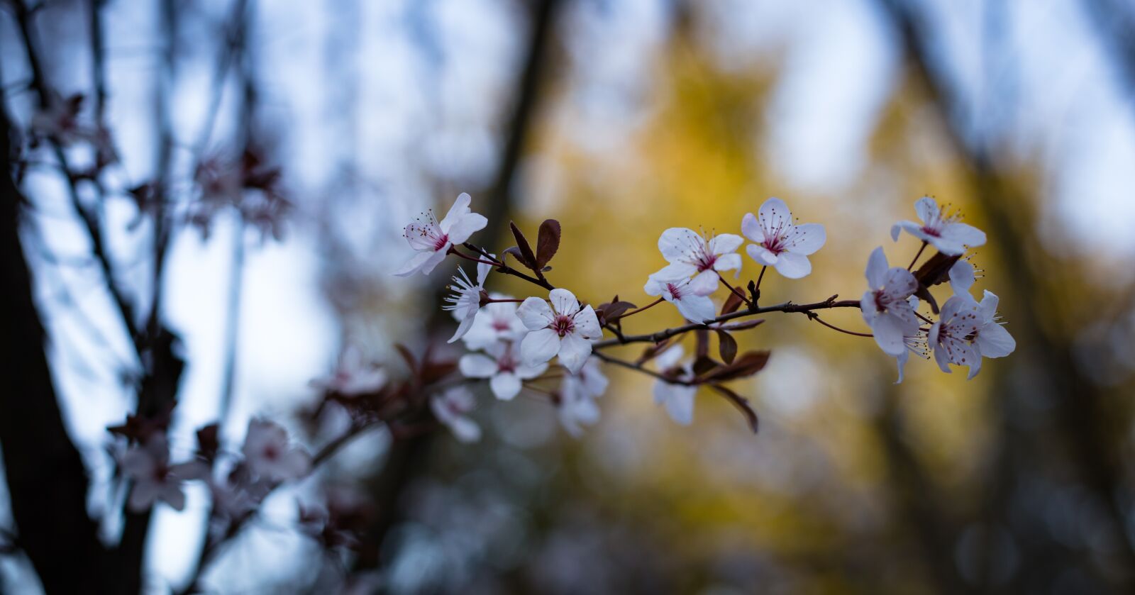 Canon EOS 6D + Canon EF 50mm F1.4 USM sample photo. Flower, blossom, nature photography
