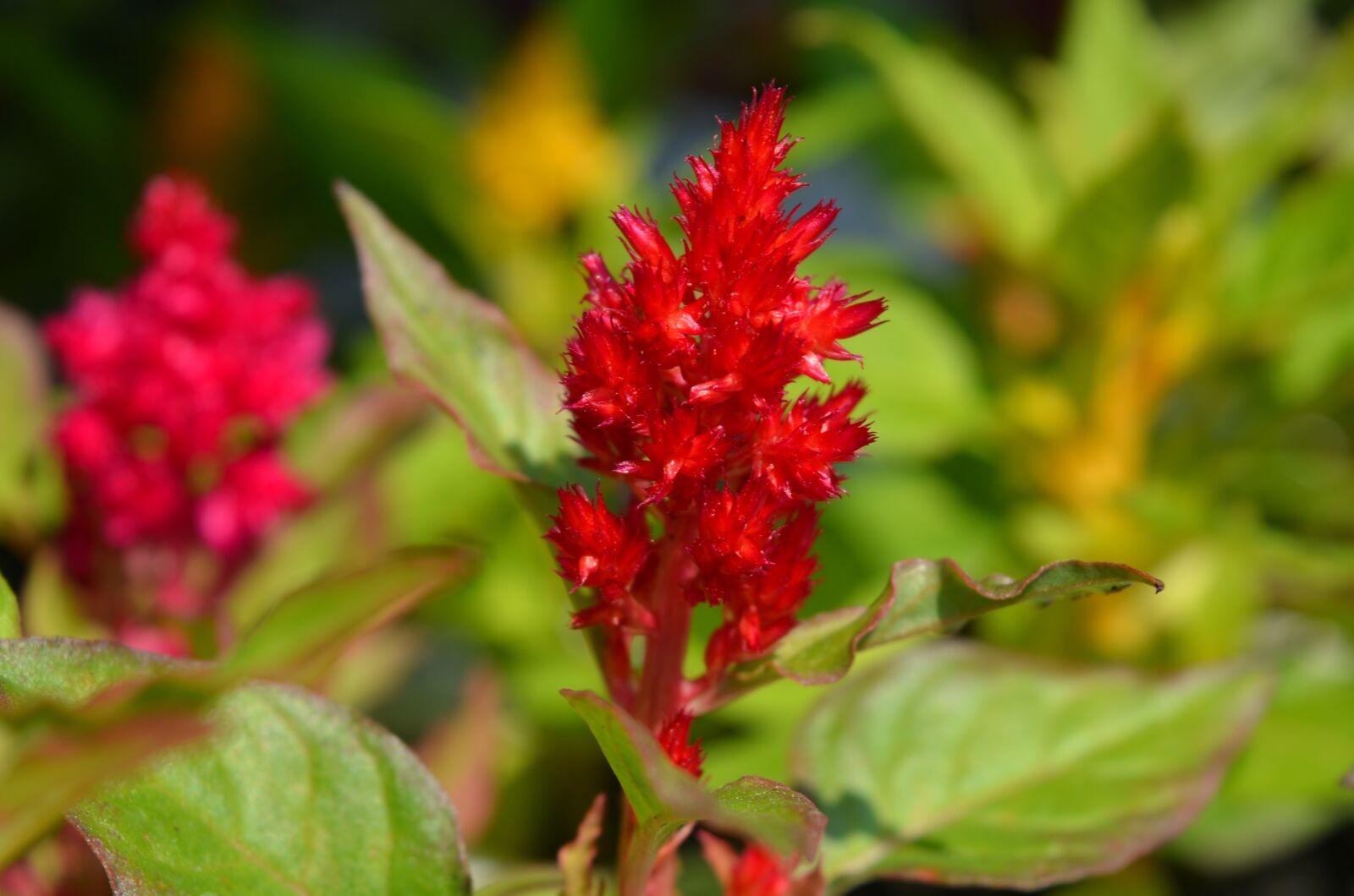 Nikon D7000 sample photo. Plant, flower, floral photography