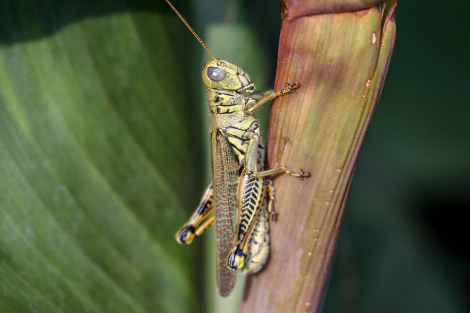 Canon EF-S 55-250mm F4-5.6 IS STM sample photo. Grasshopper, plants, summer photography