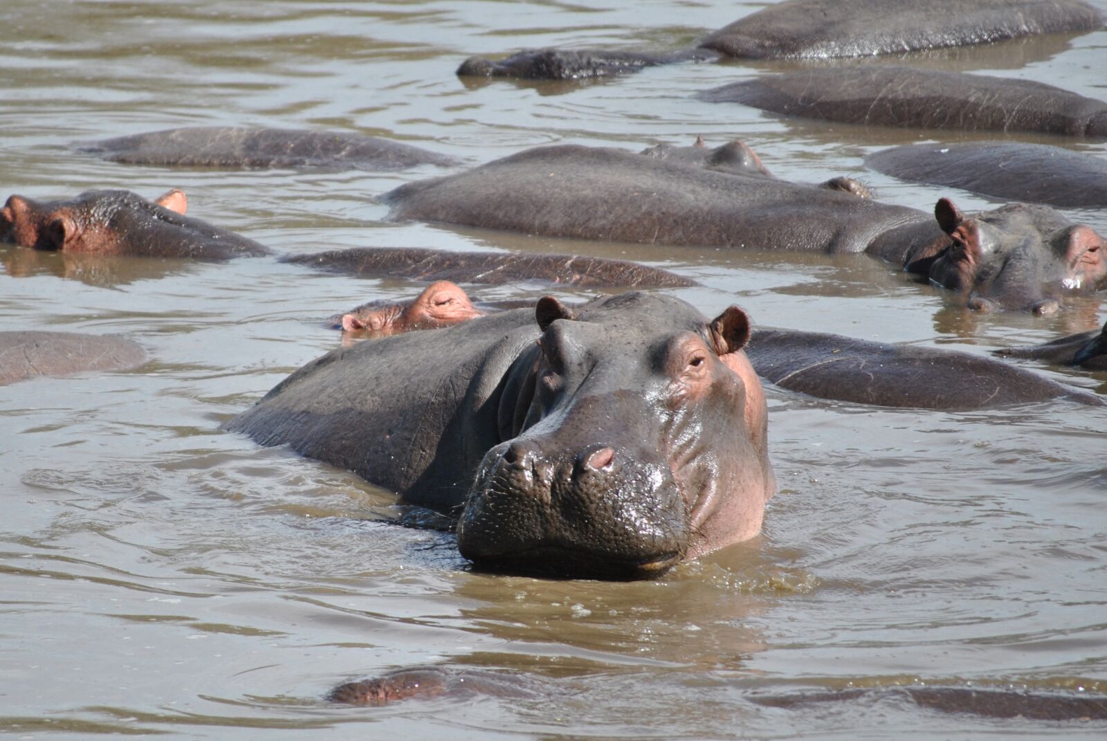 Nikon D3000 sample photo. Hippo, hippopotamus, africa photography