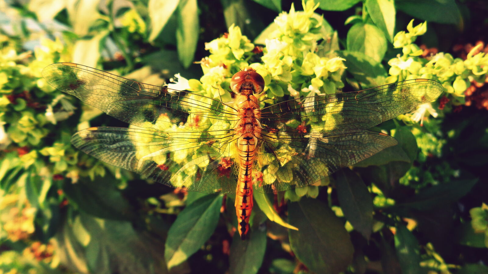 Sony Cyber-shot DSC-W830 sample photo. Dragon, fly, symmetry photography