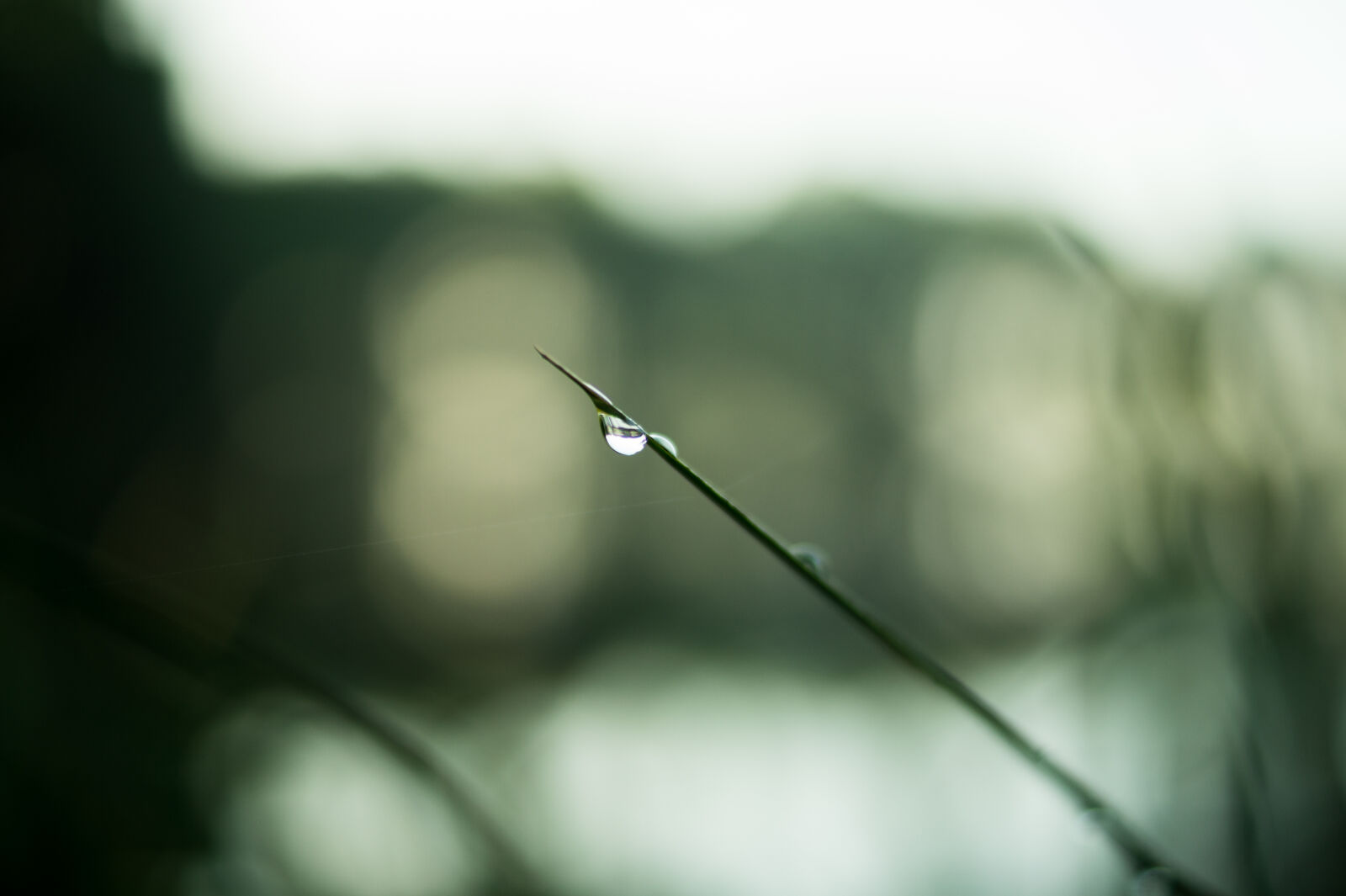 Sony DT 35mm F1.8 SAM sample photo. Nature, rain, drop, of photography
